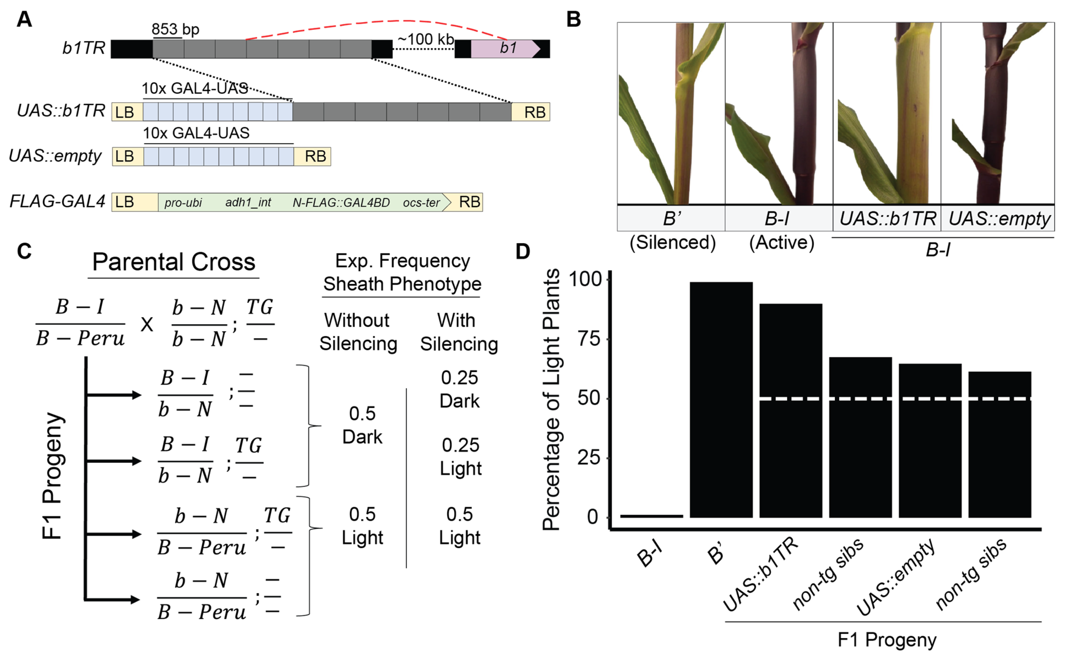 Plants 14 01863 g001 Plants 14 01863 g001