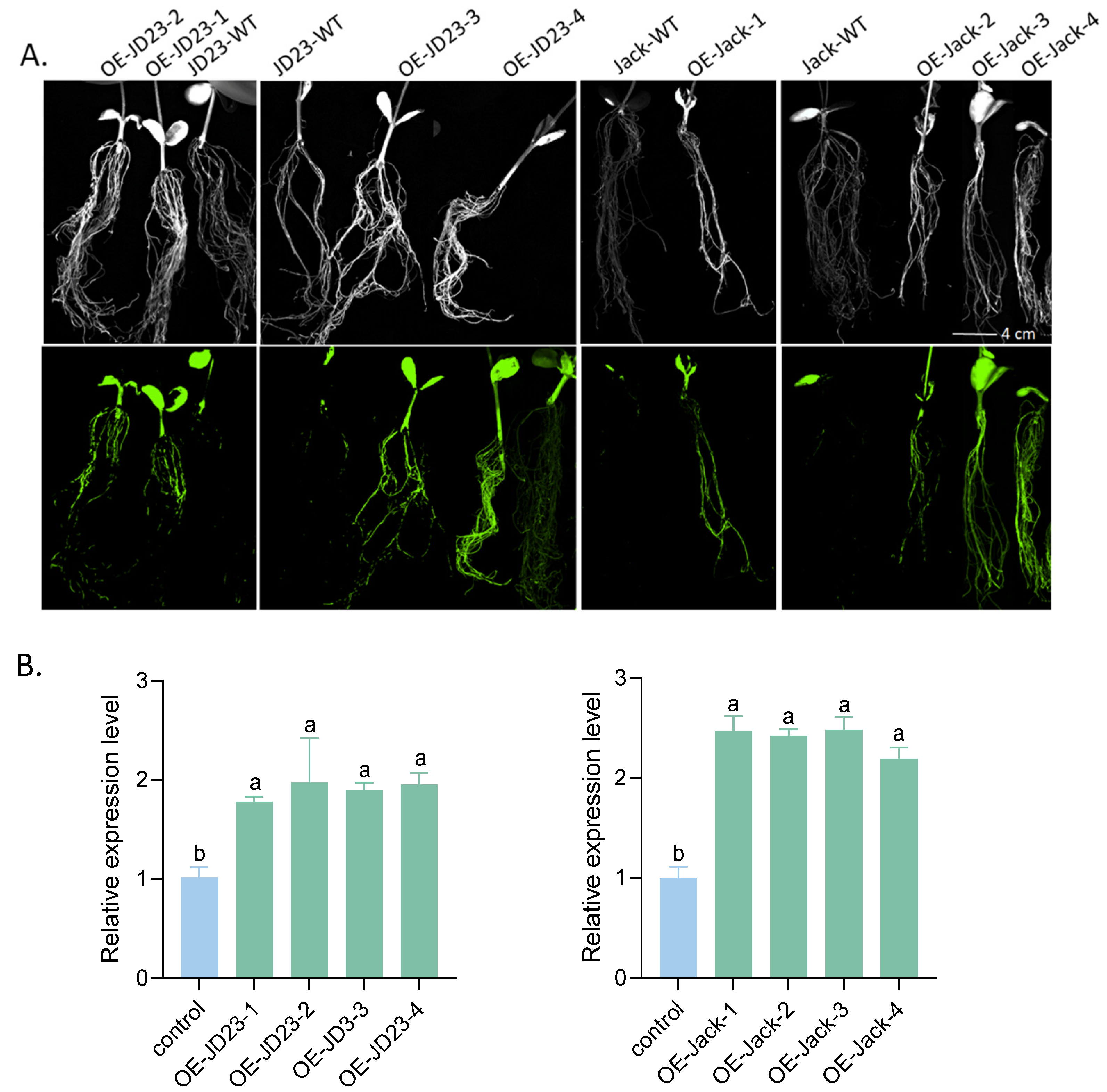 Plants 14 01877 g007