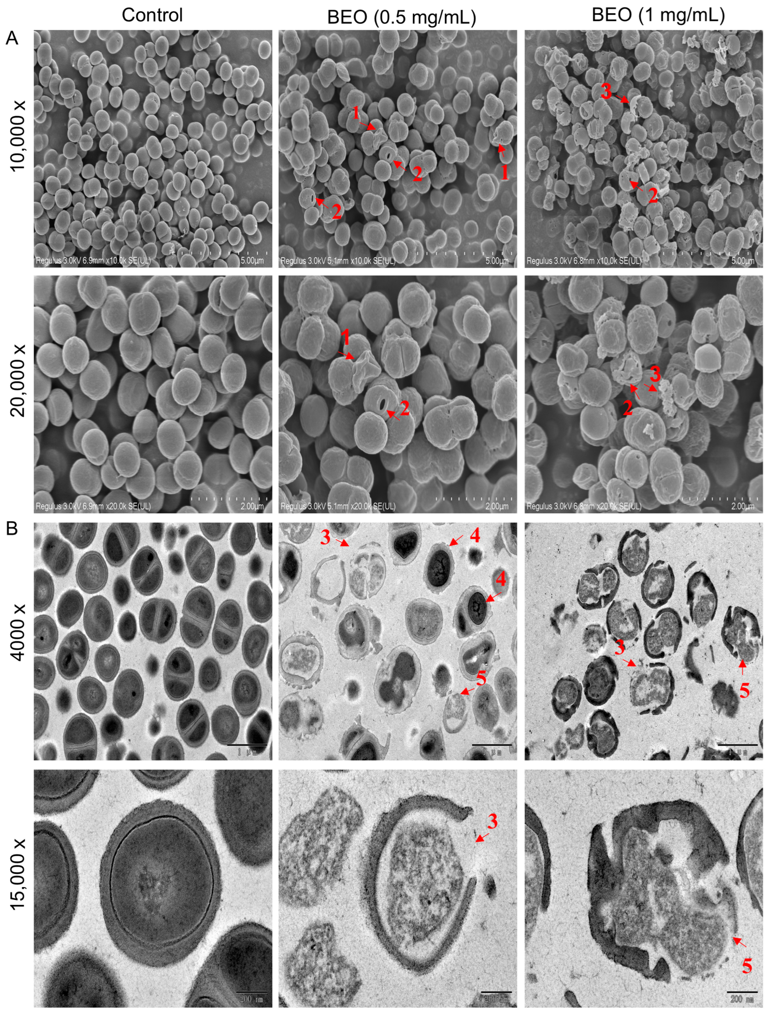 Plants 14 01880 g004