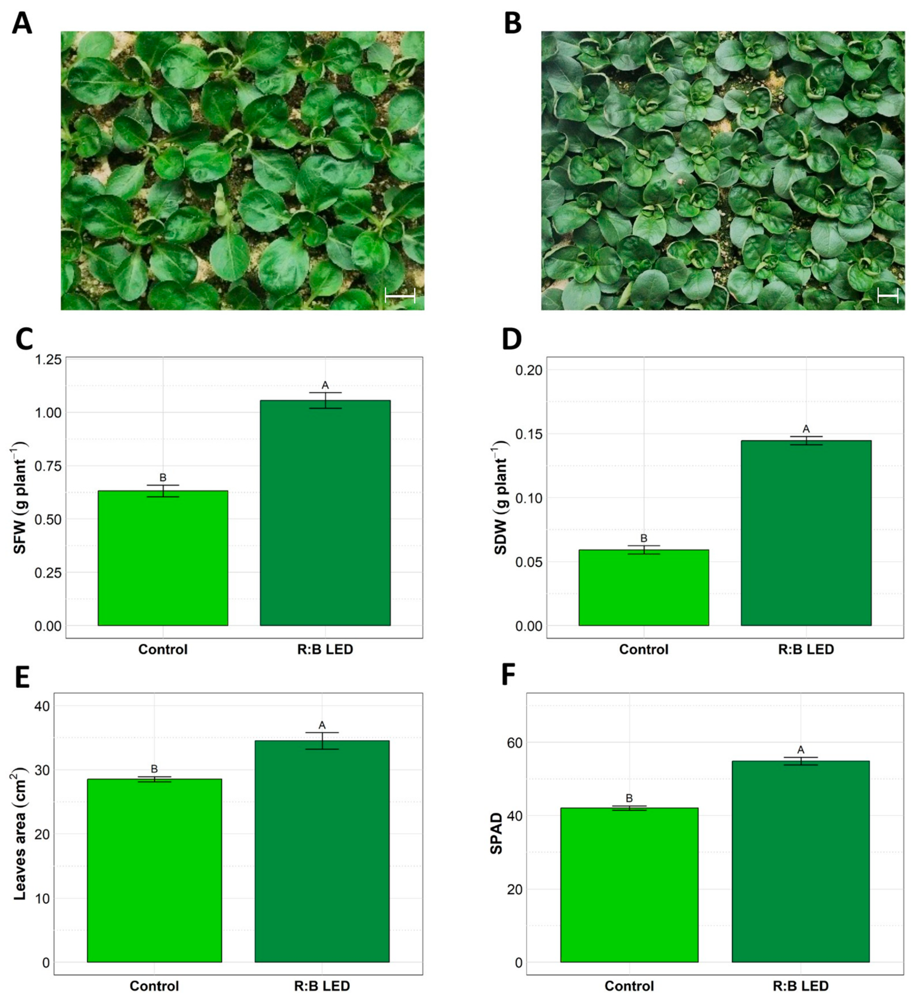Plants 14 01887 g001