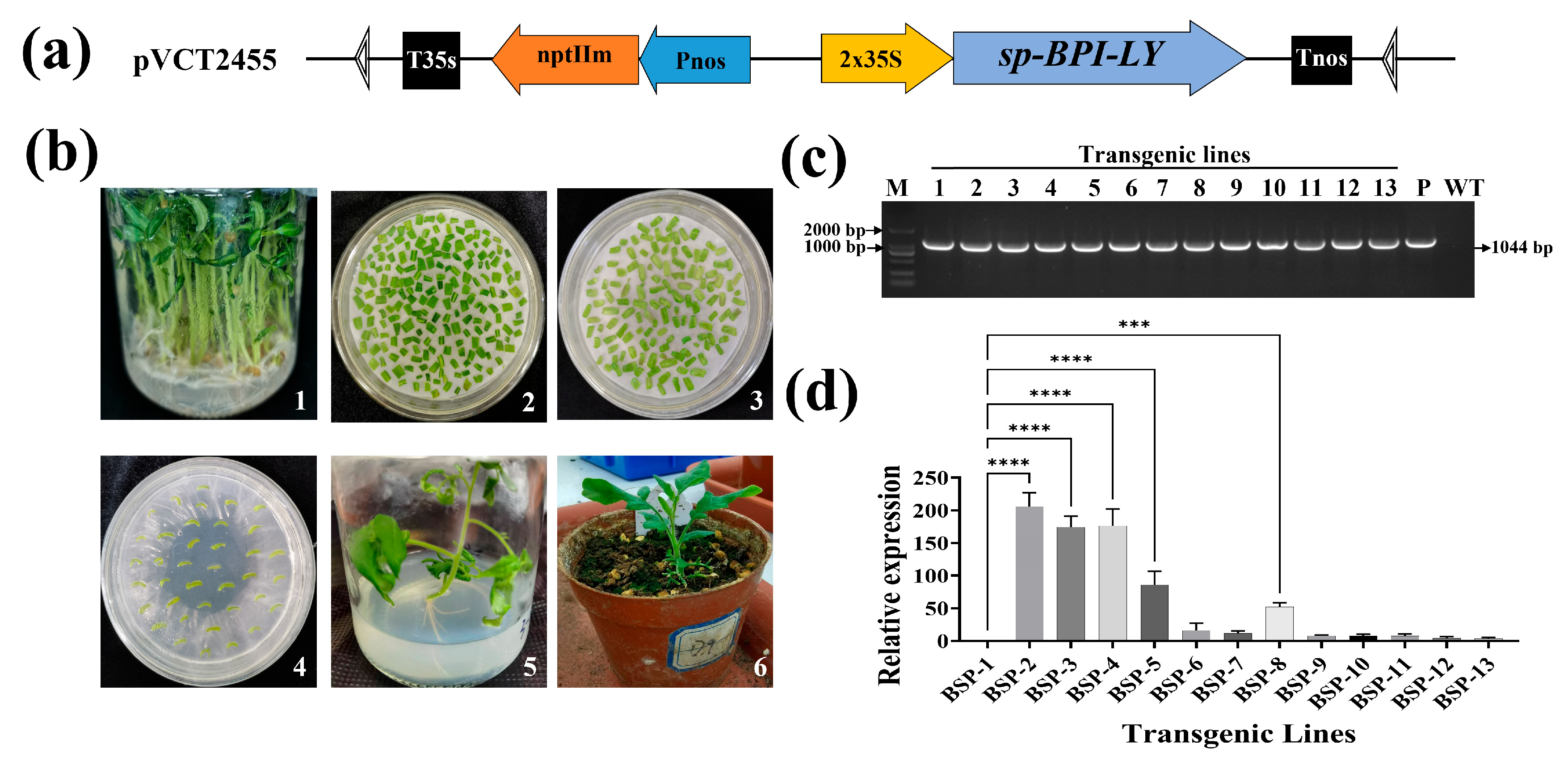 Plants 14 01897 g002