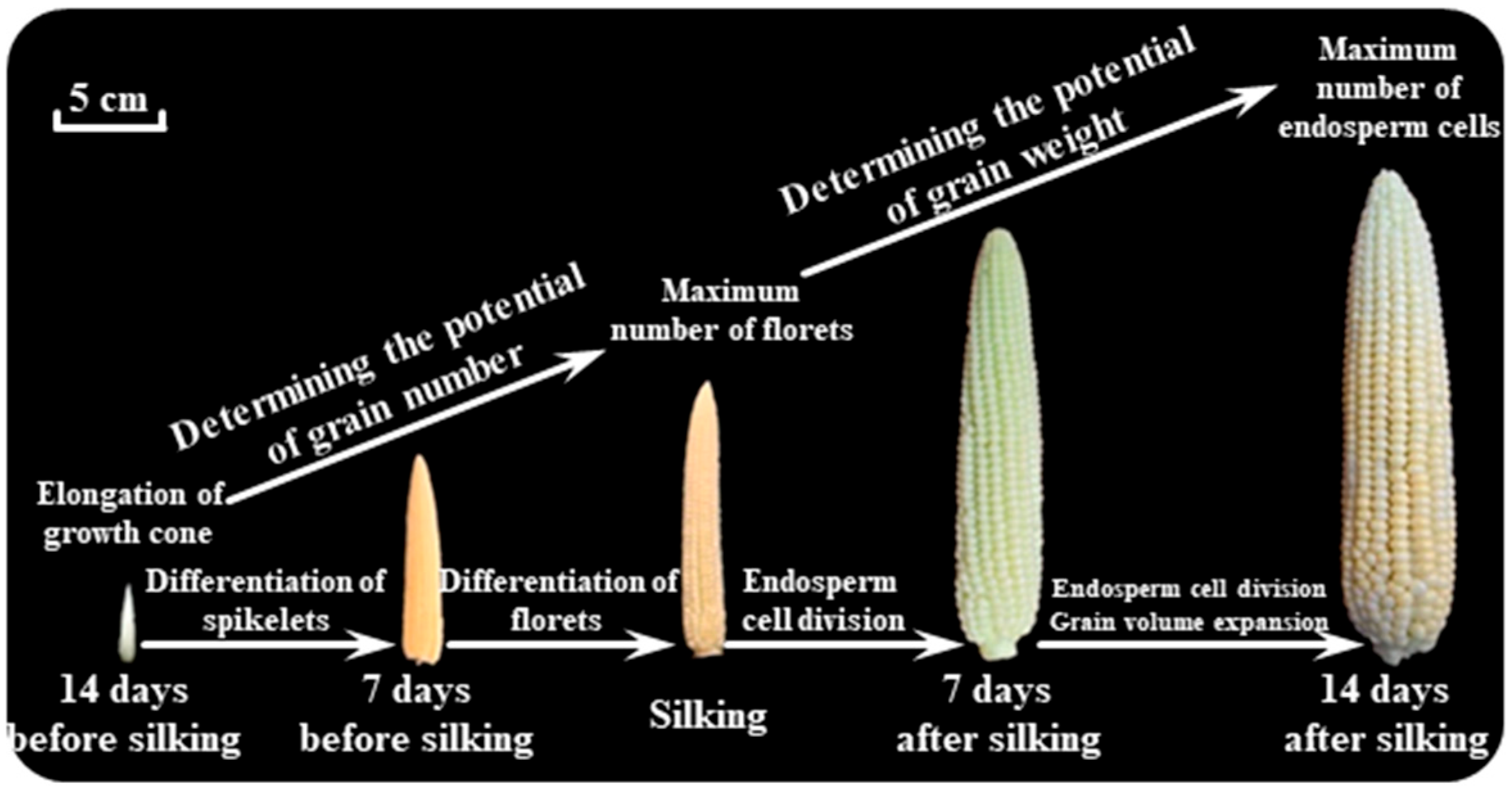 Plants 14 01899 g001