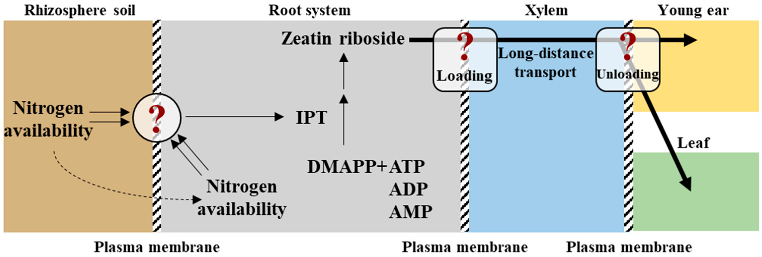 Plants 14 01899 g002