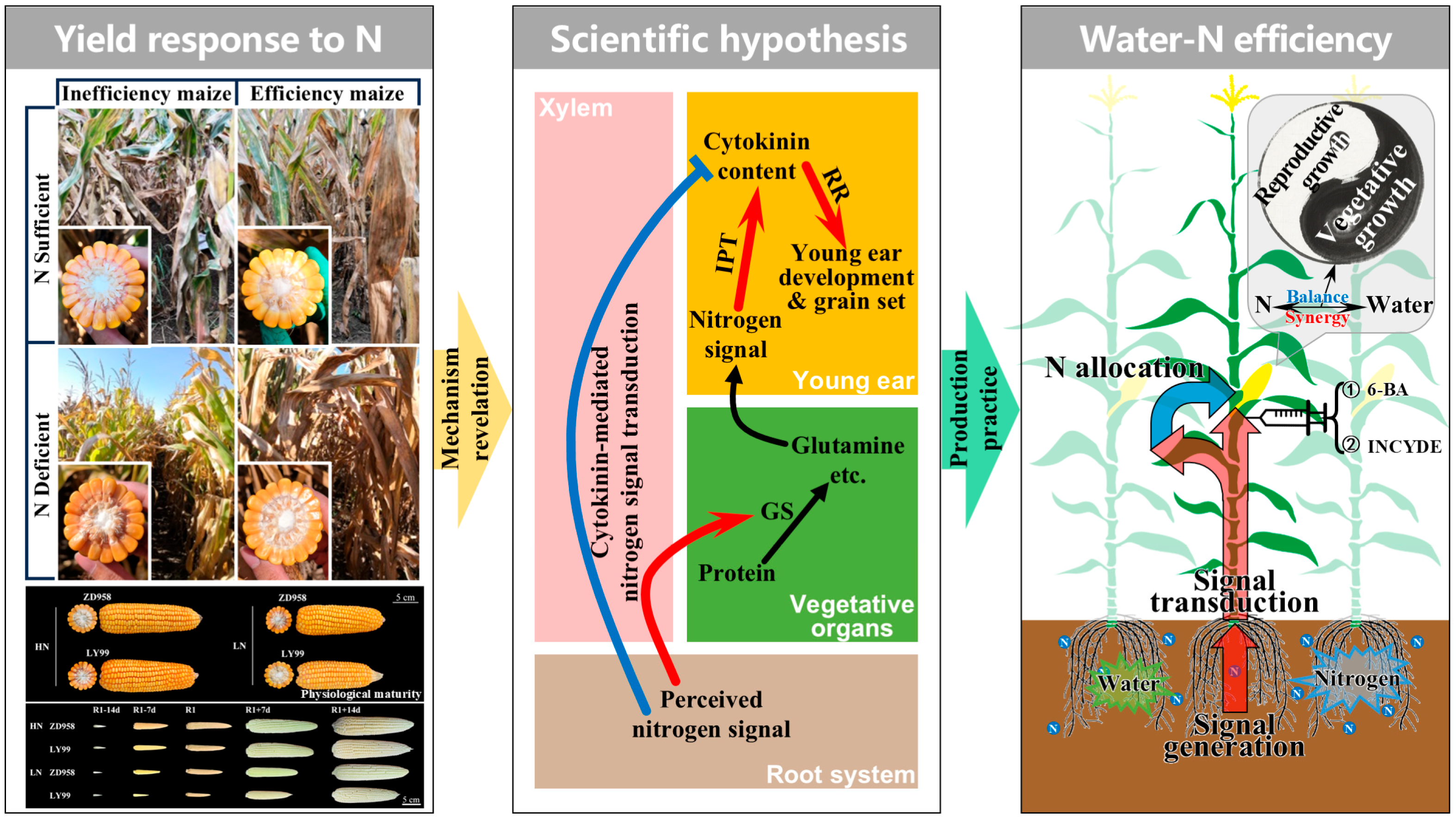 Plants 14 01899 g003