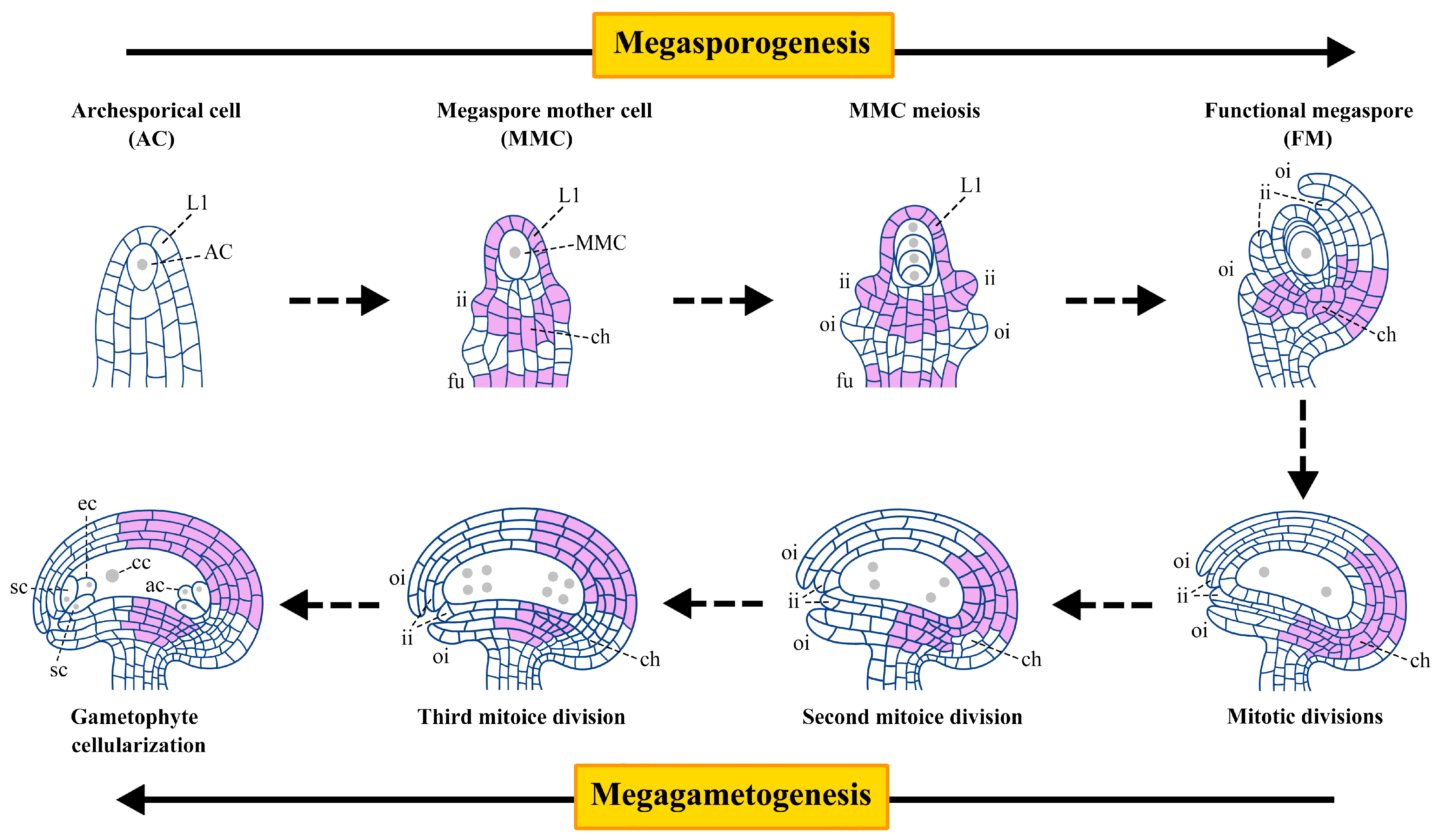 Plants 14 01900 g001