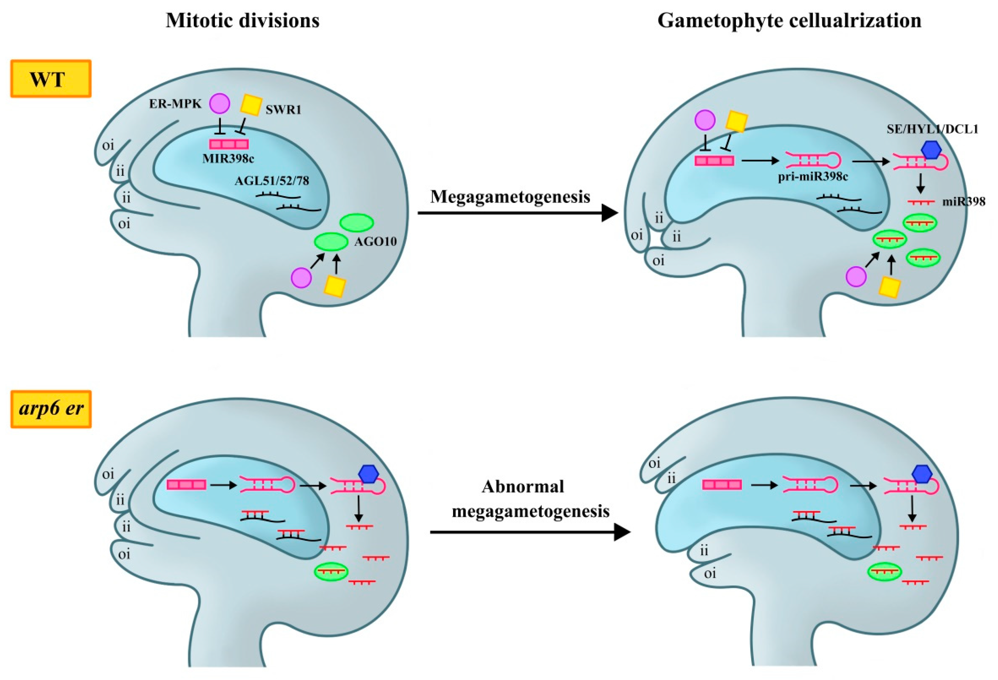 Plants 14 01900 g003