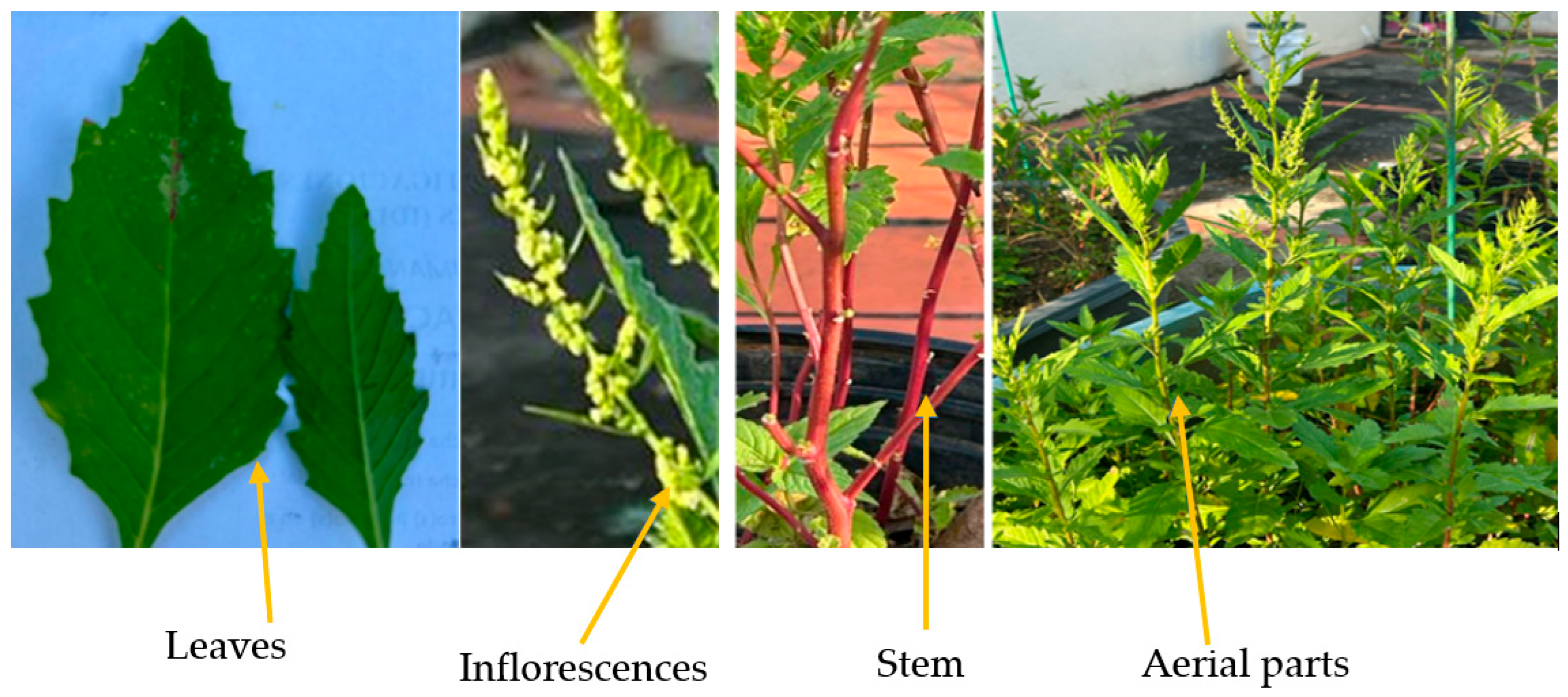 Plants 14 01903 g001