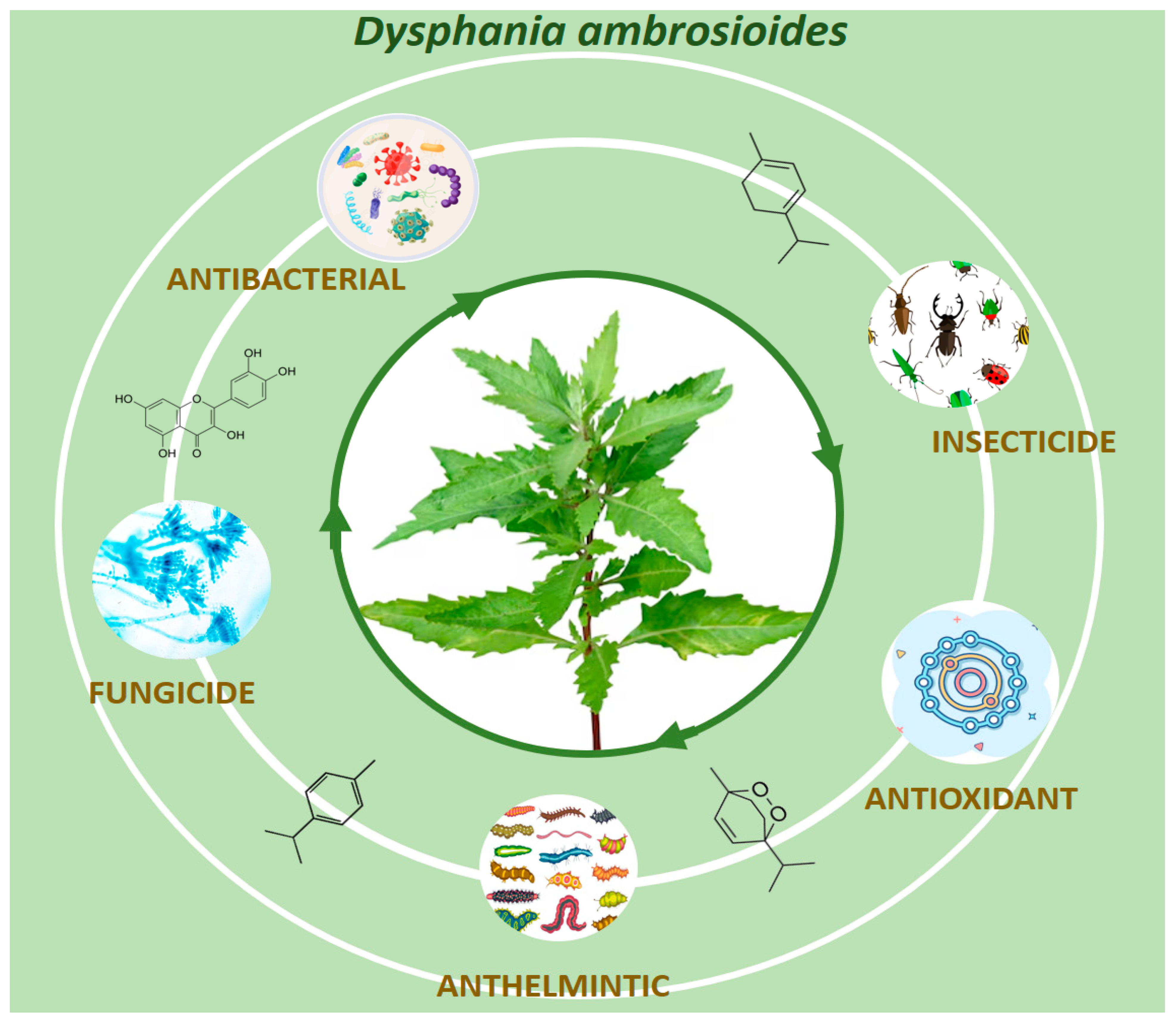 Plants 14 01903 g002