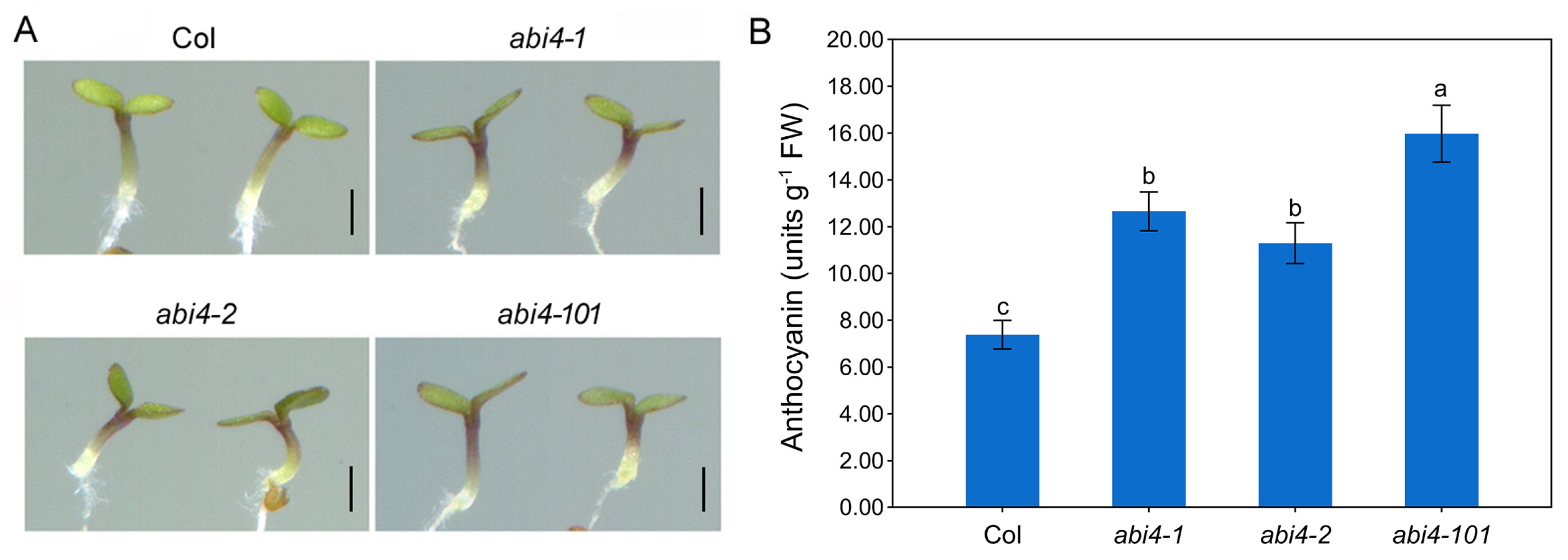 Plants 14 01905 g001
