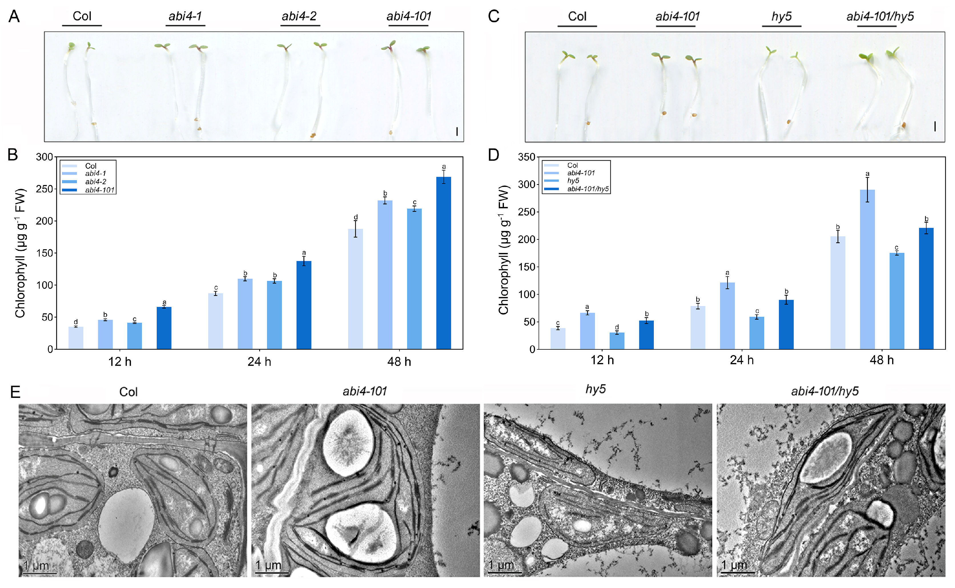 Plants 14 01905 g004
