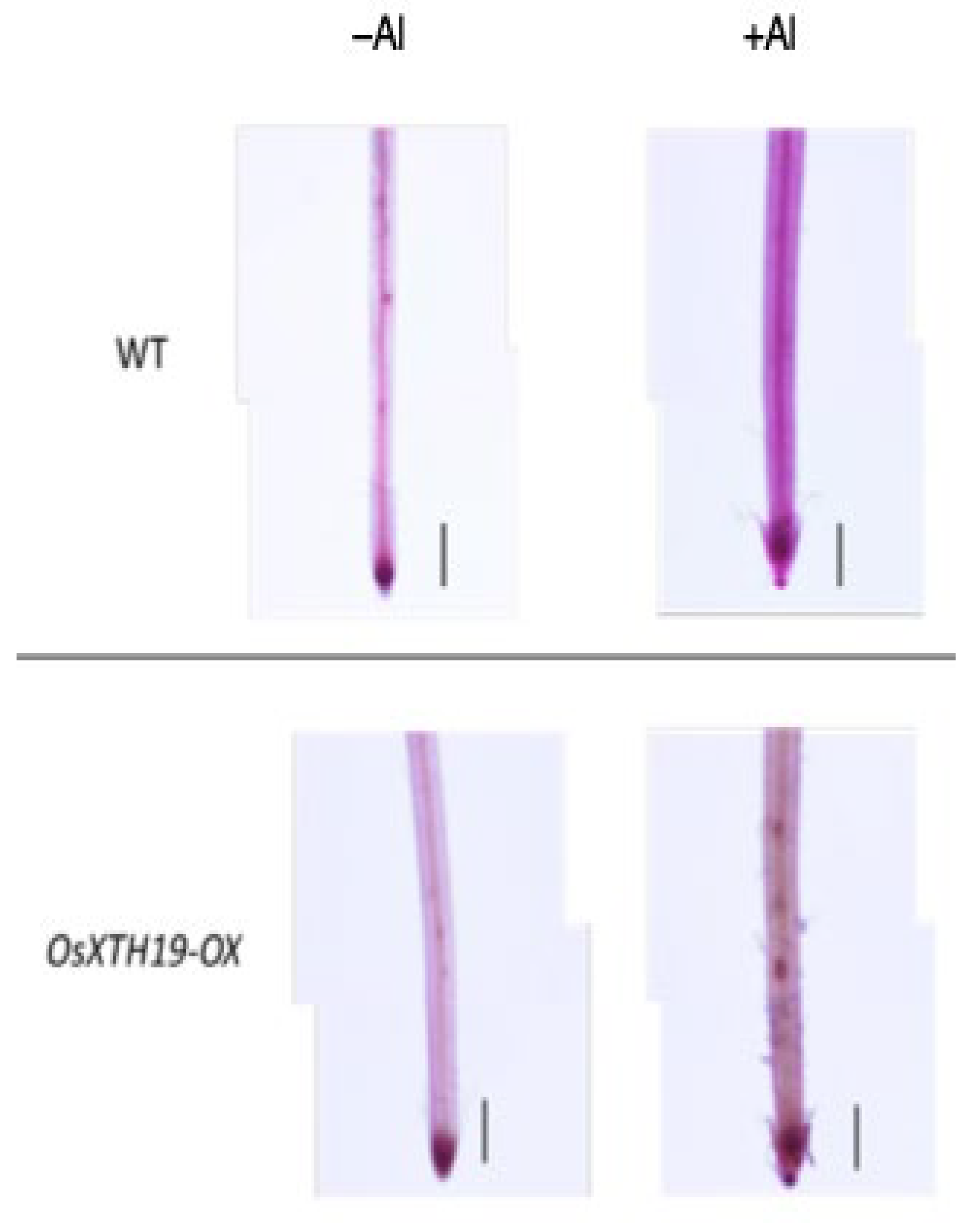 Plants 14 01912 g005