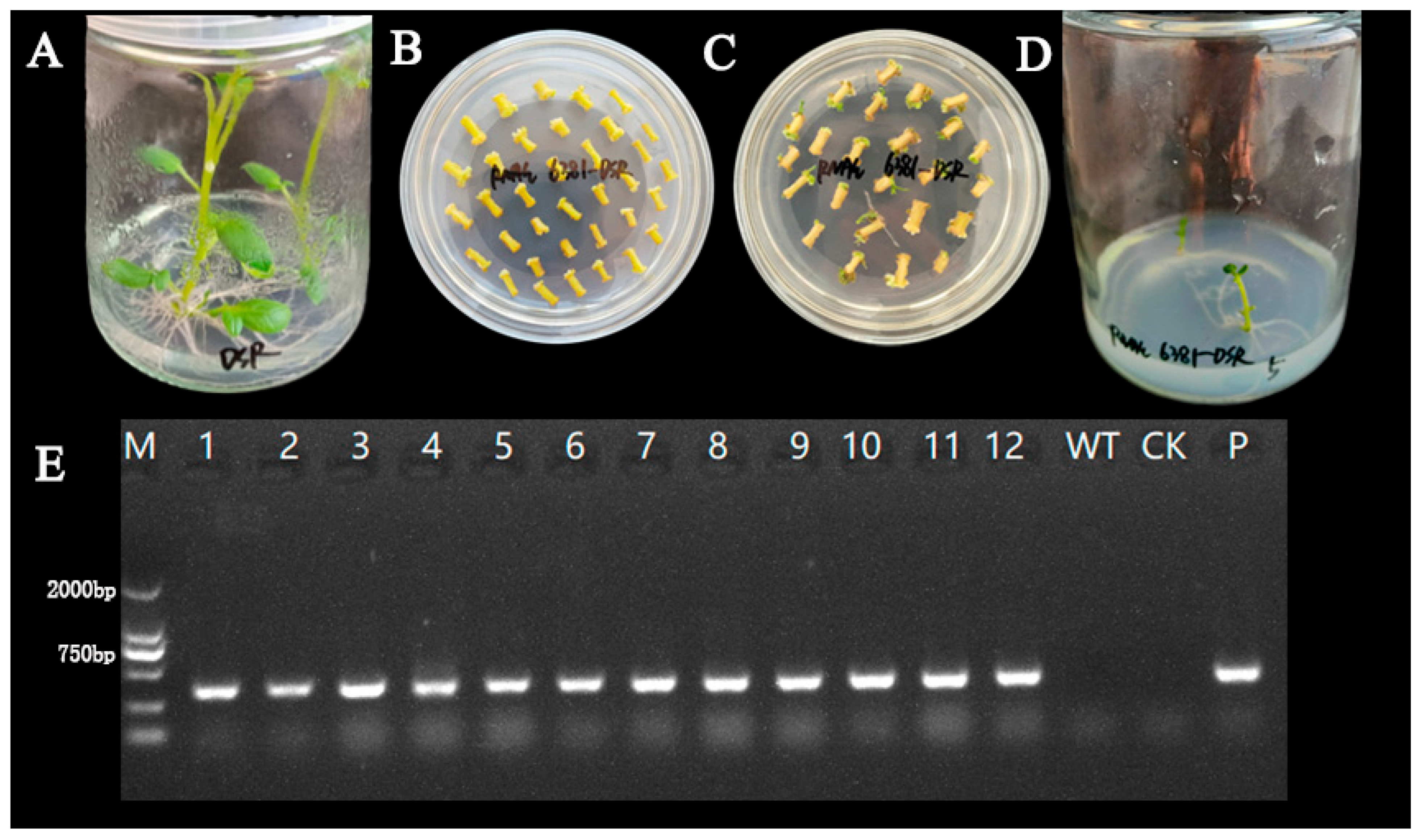 Plants 14 01921 g003