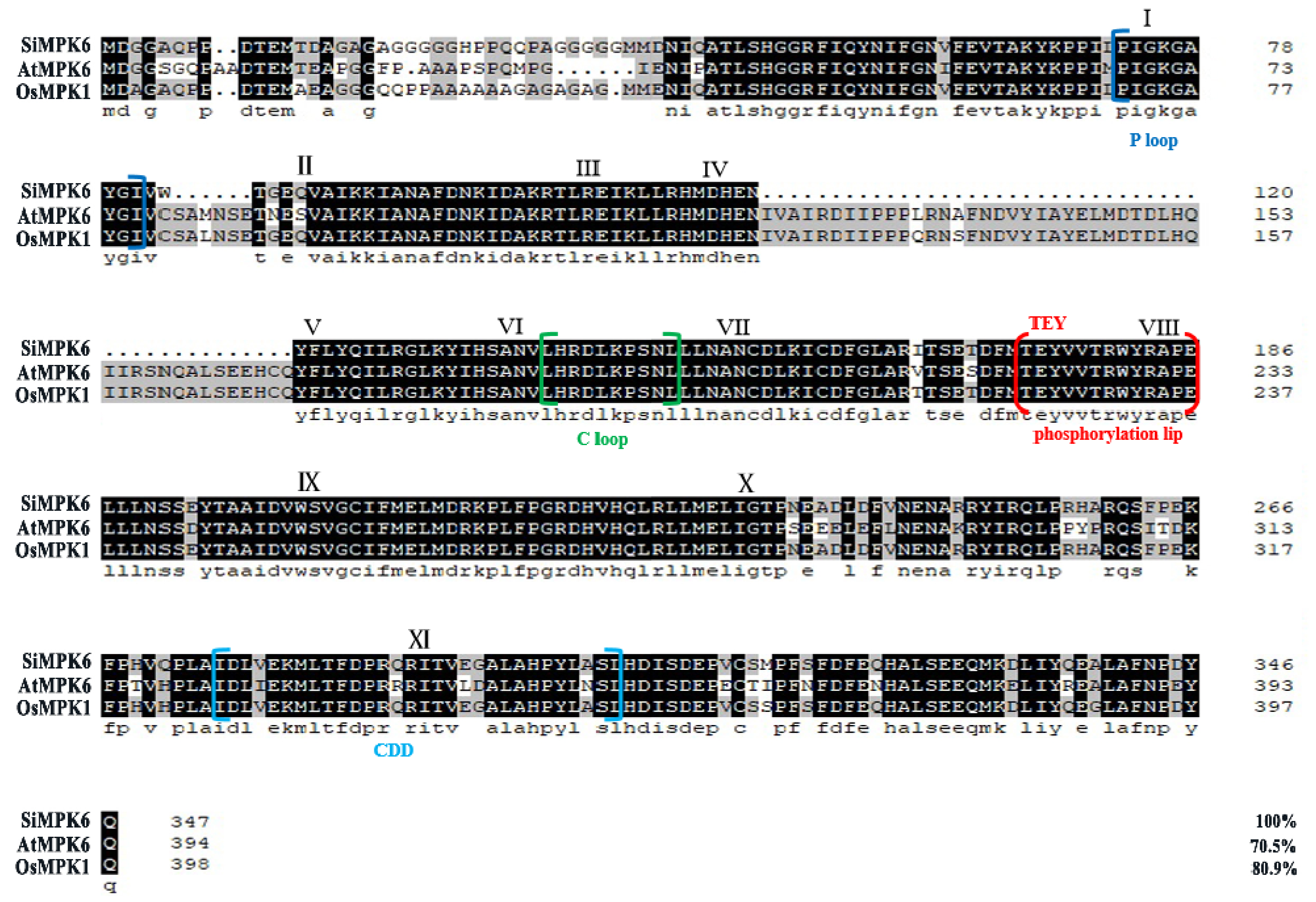 Plants 14 01960 g002