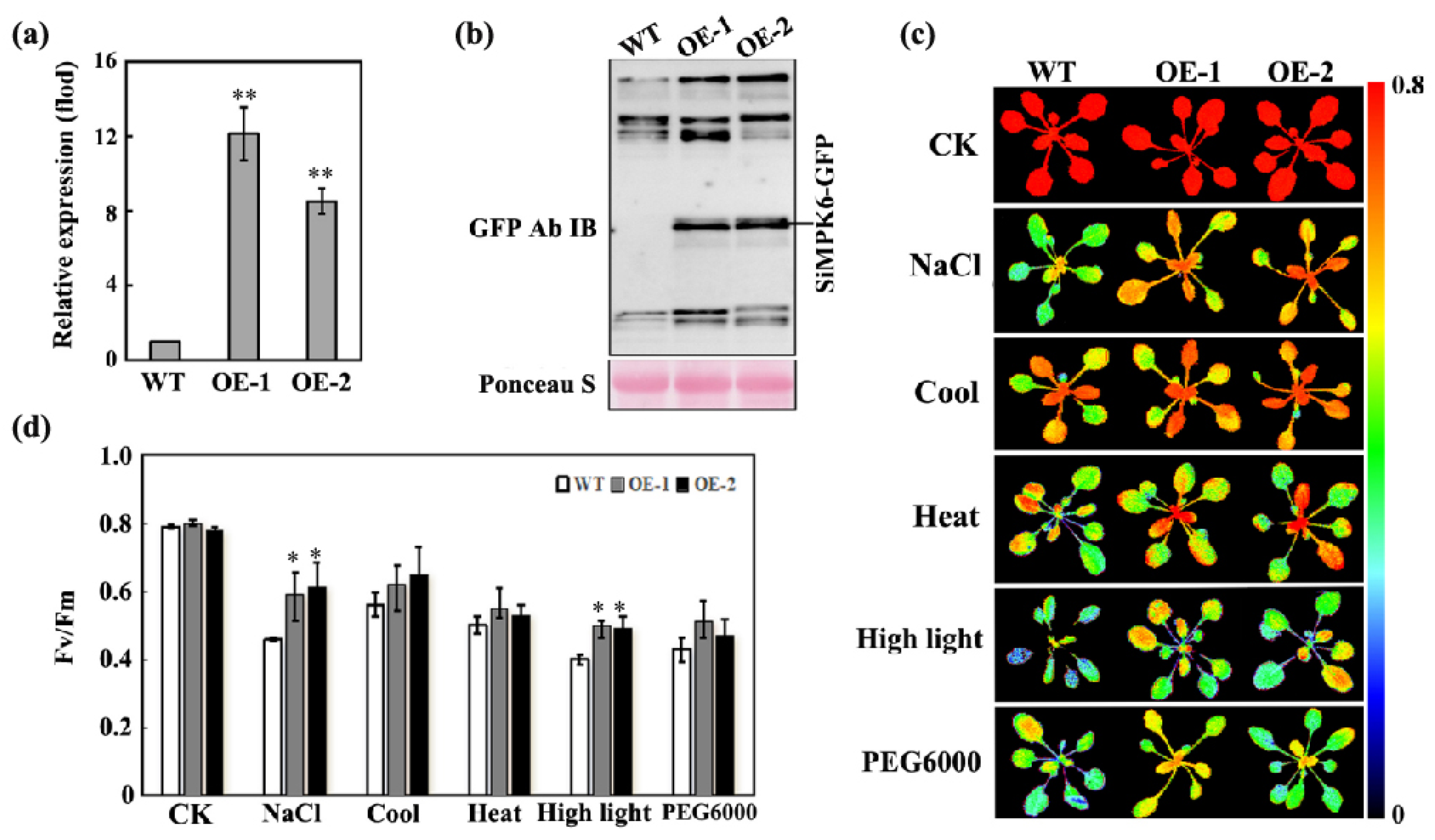 Plants 14 01960 g004