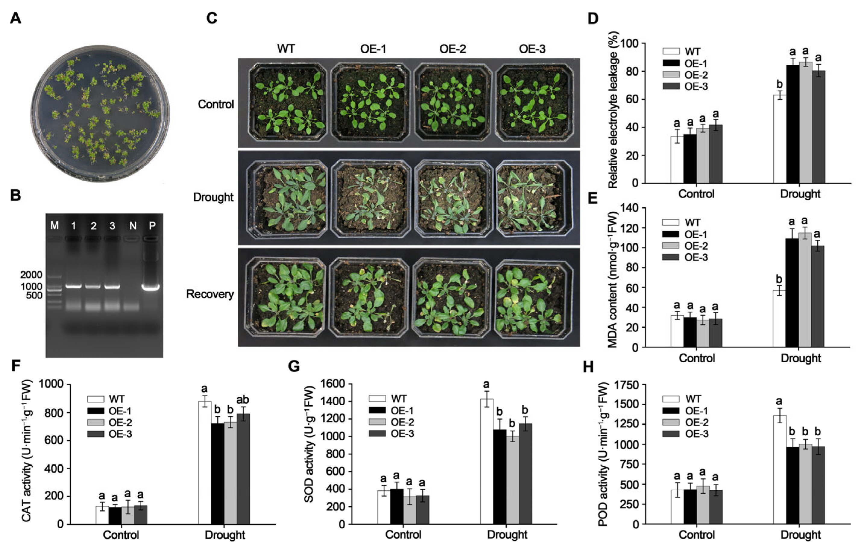 Plants 14 01968 g004