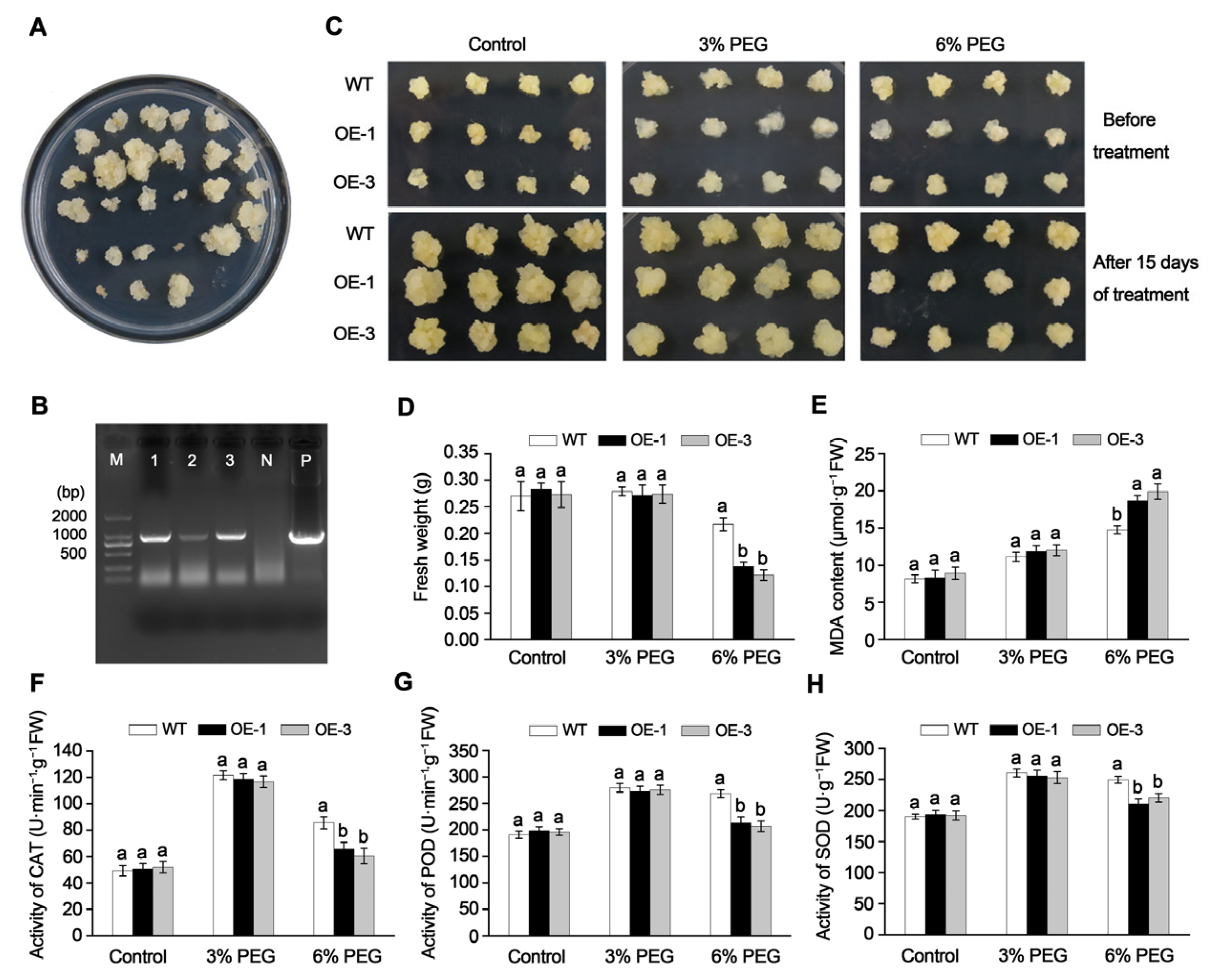 Plants 14 01968 g005