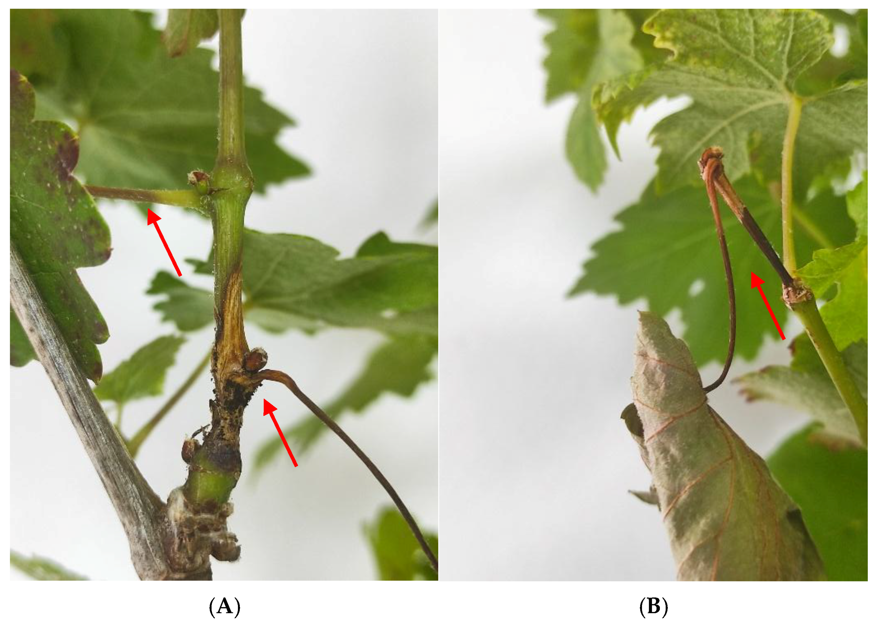 Plants 14 01976 g002