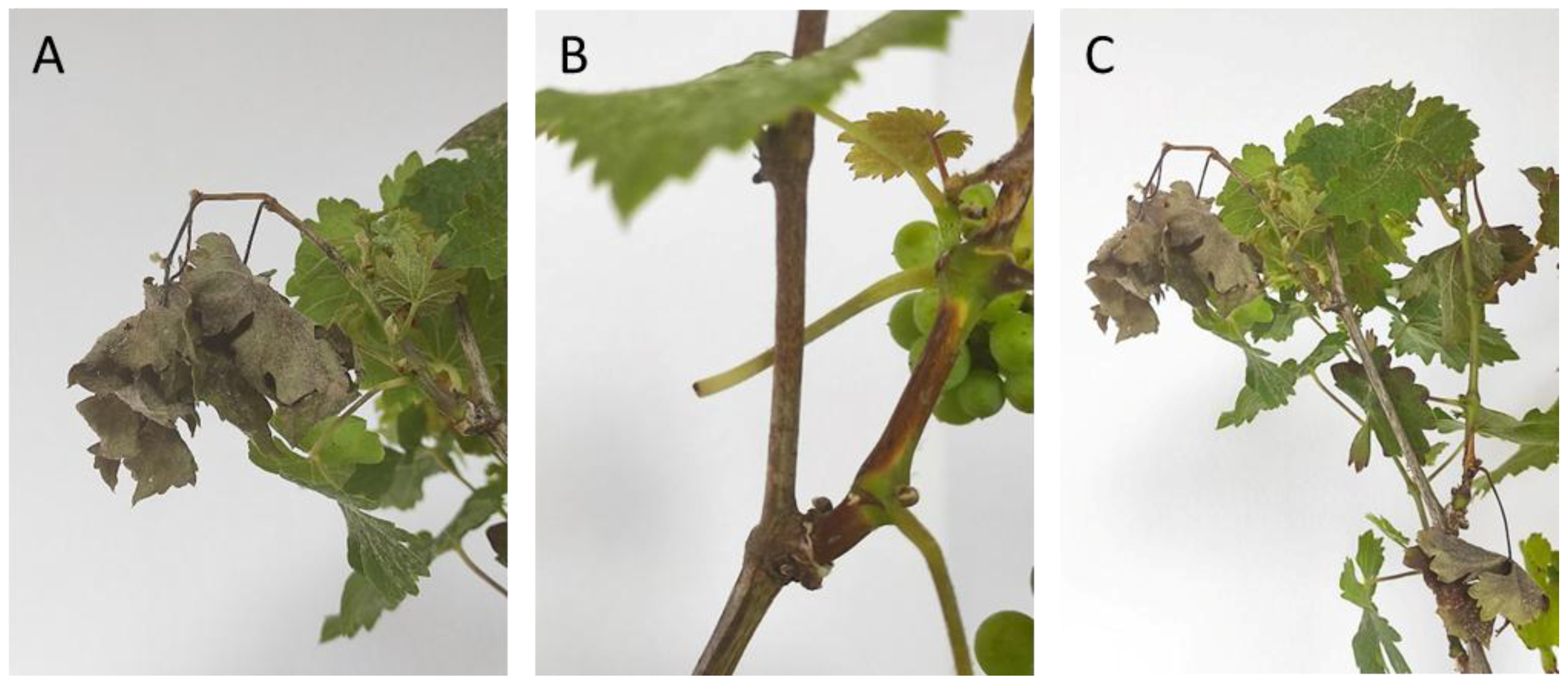 Plants 14 01976 g003