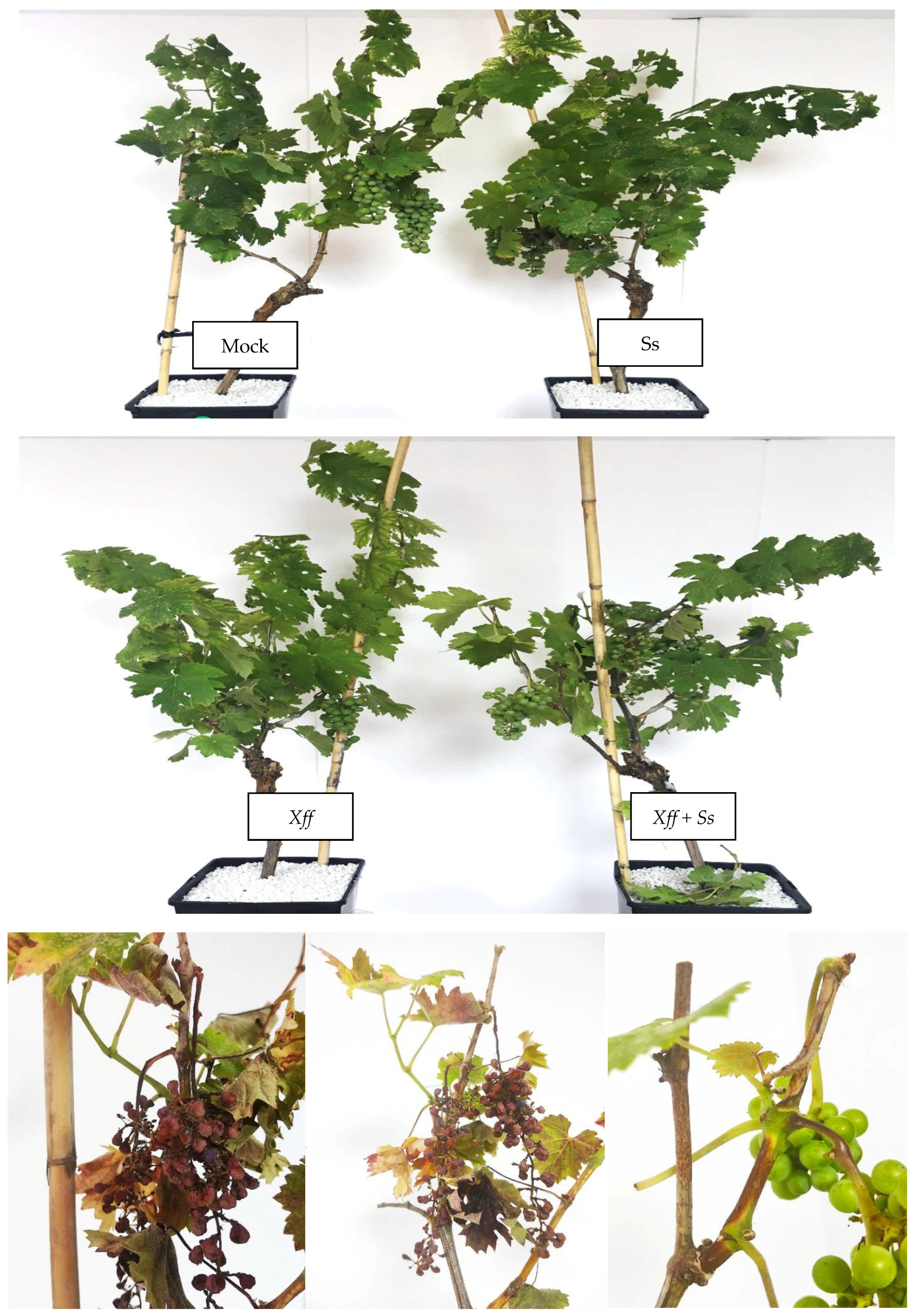 Plants 14 01976 g007