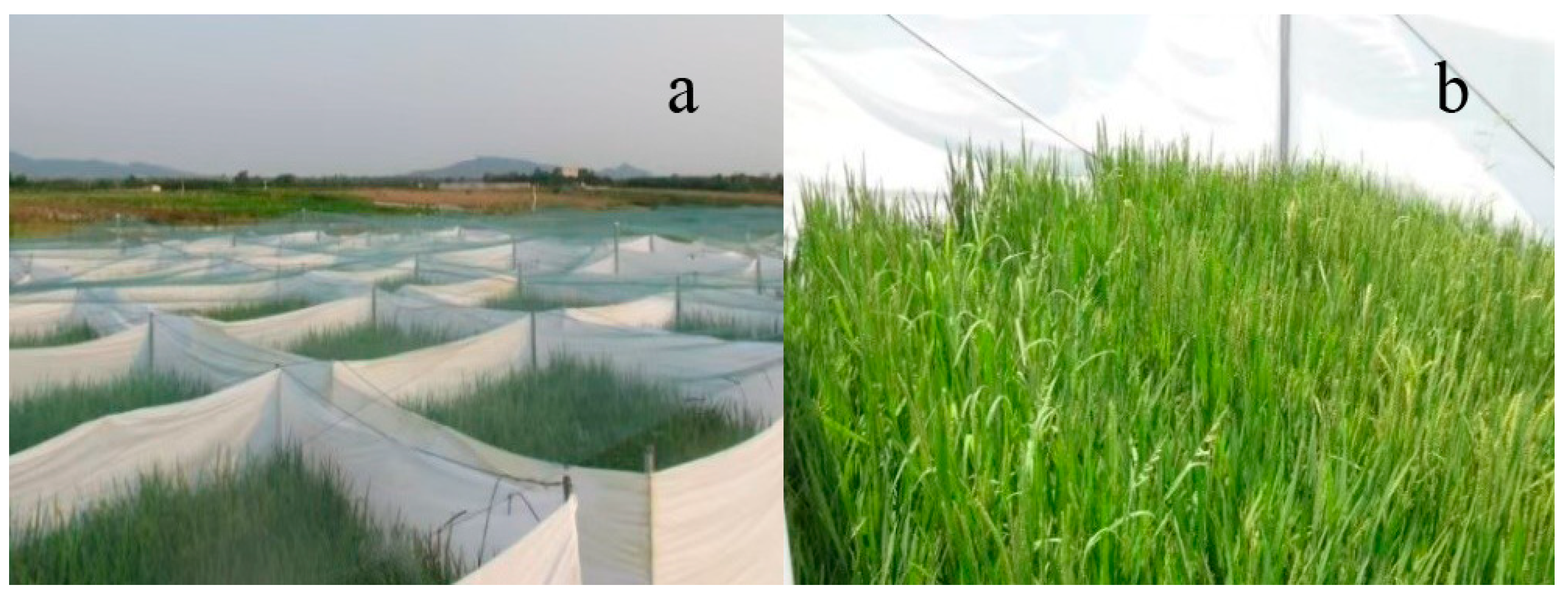 Plants 14 01980 g004