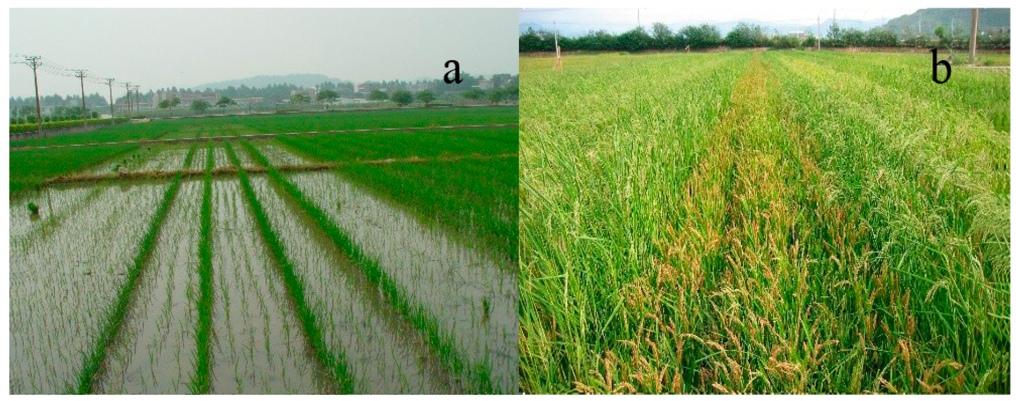 Plants 14 01980 g005