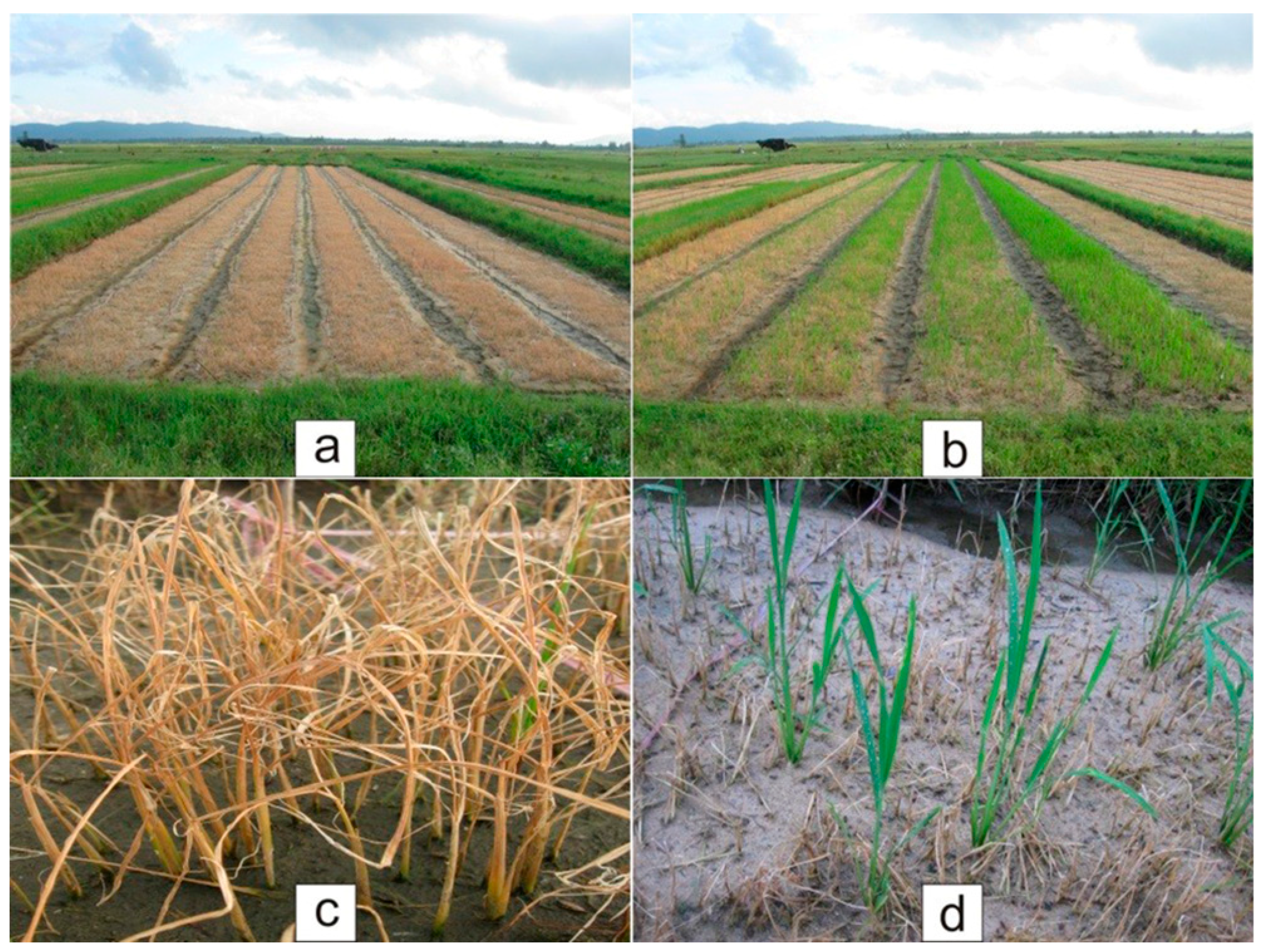 Plants 14 01980 g006