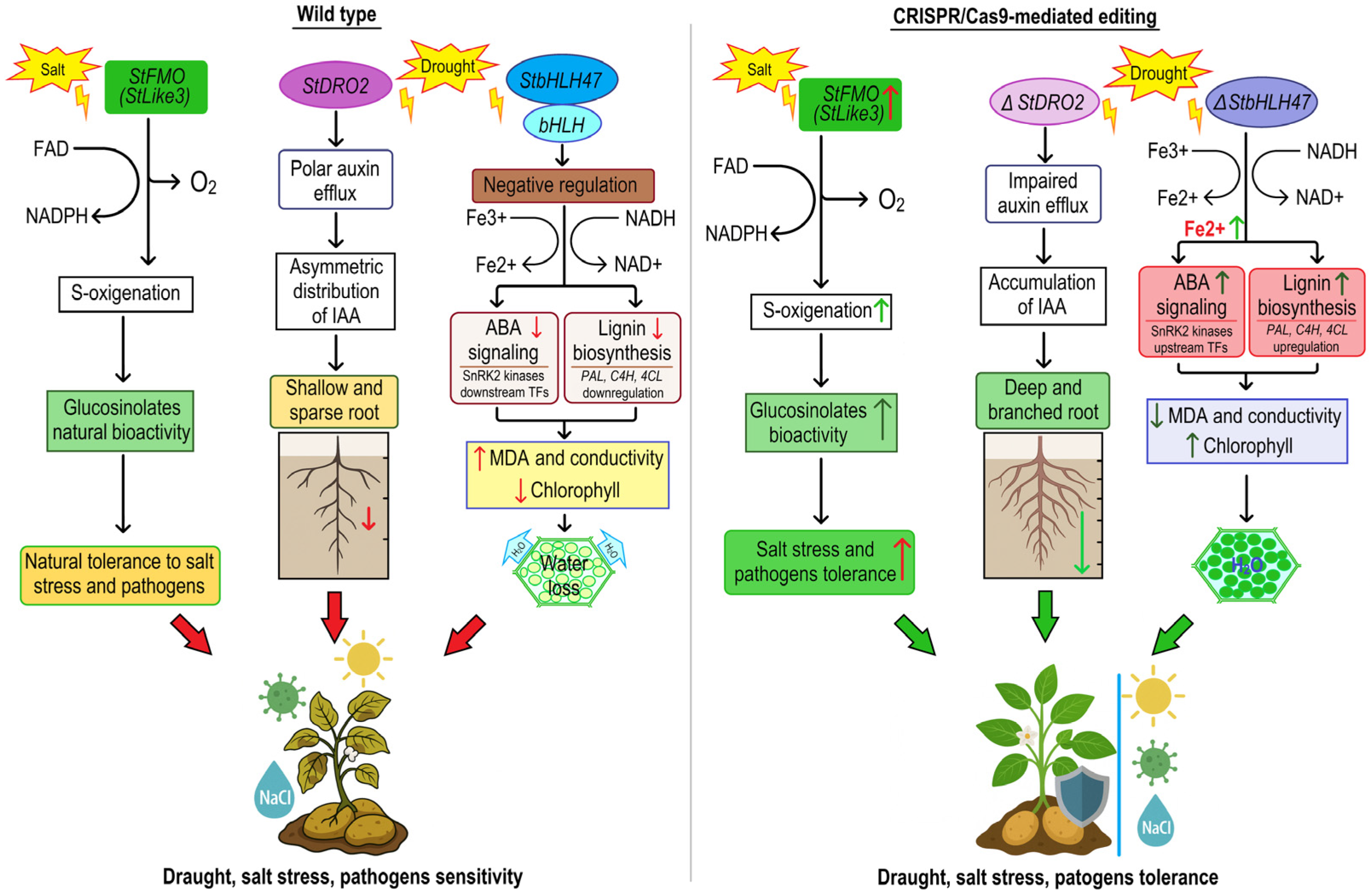 Plants 14 01983 g001