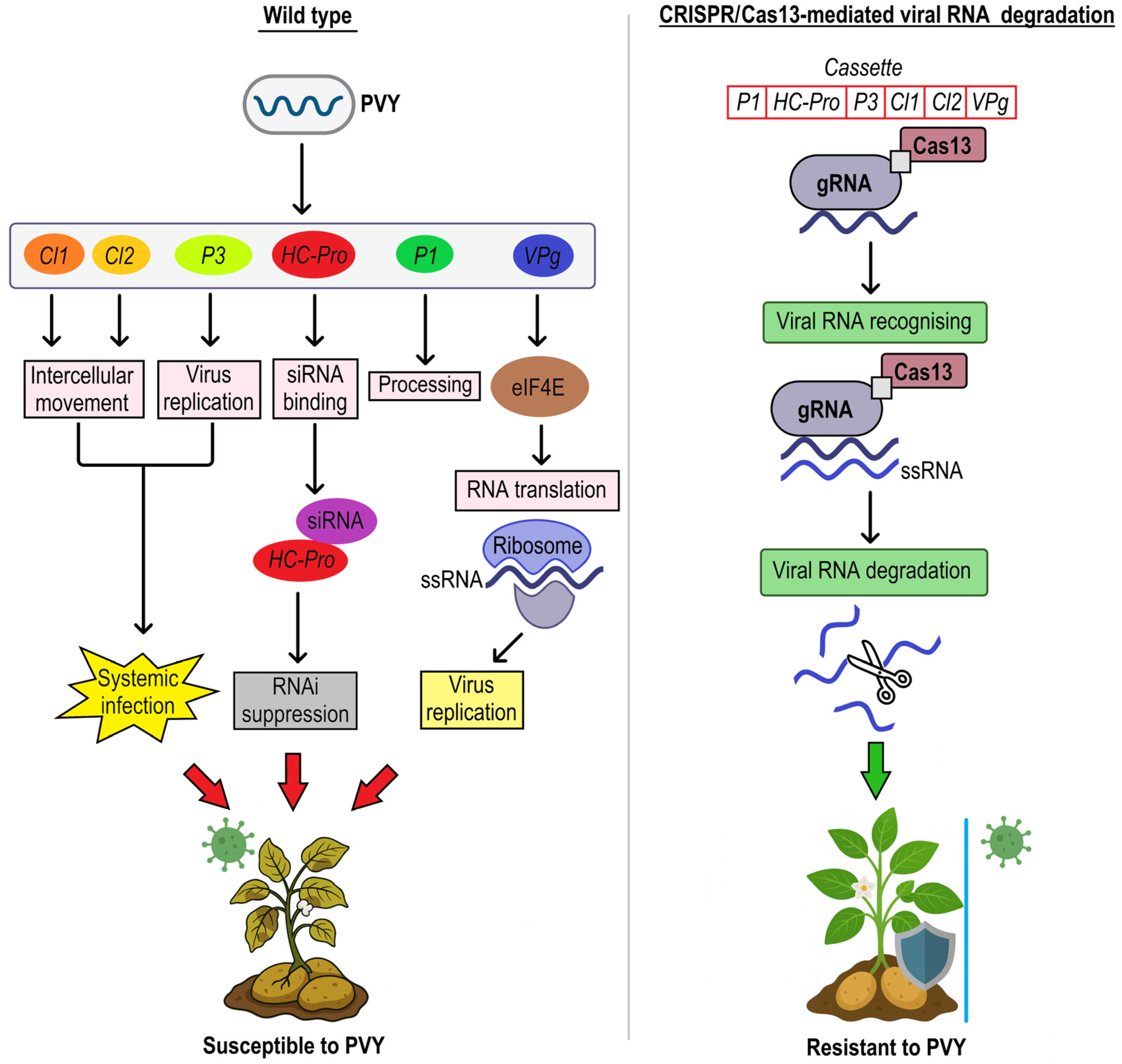 Plants 14 01983 g003