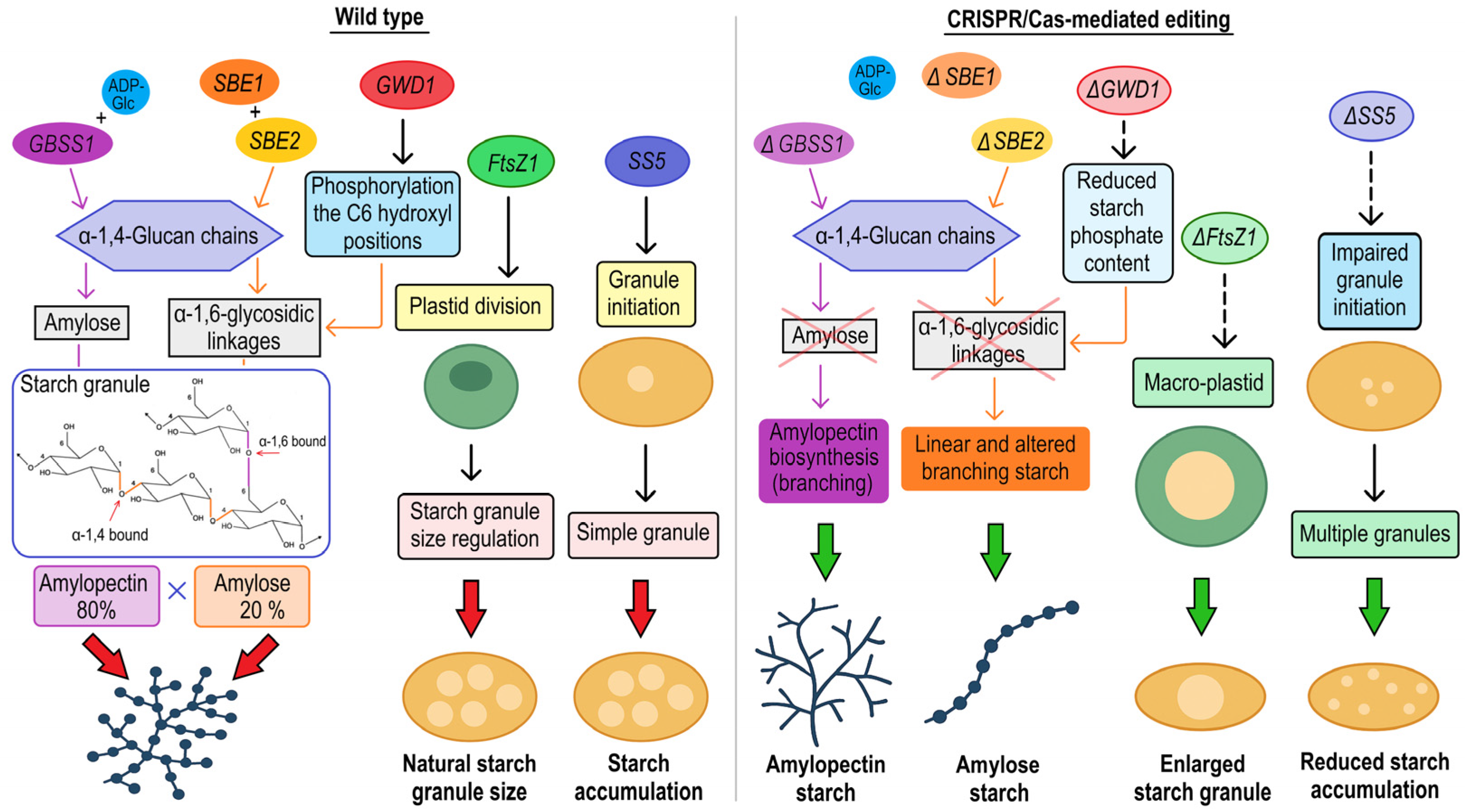 Plants 14 01983 g004