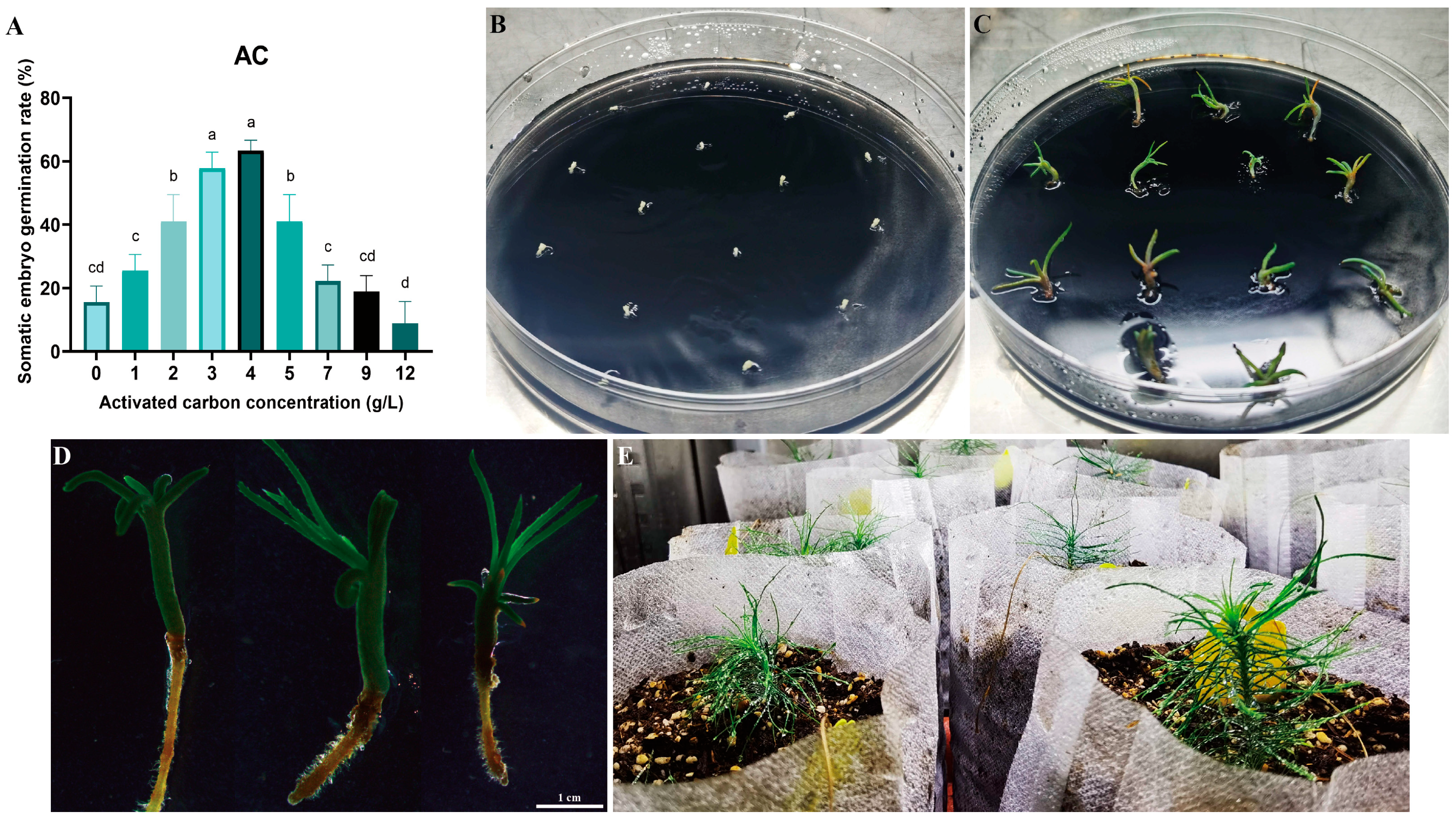 Plants 14 01985 g006
