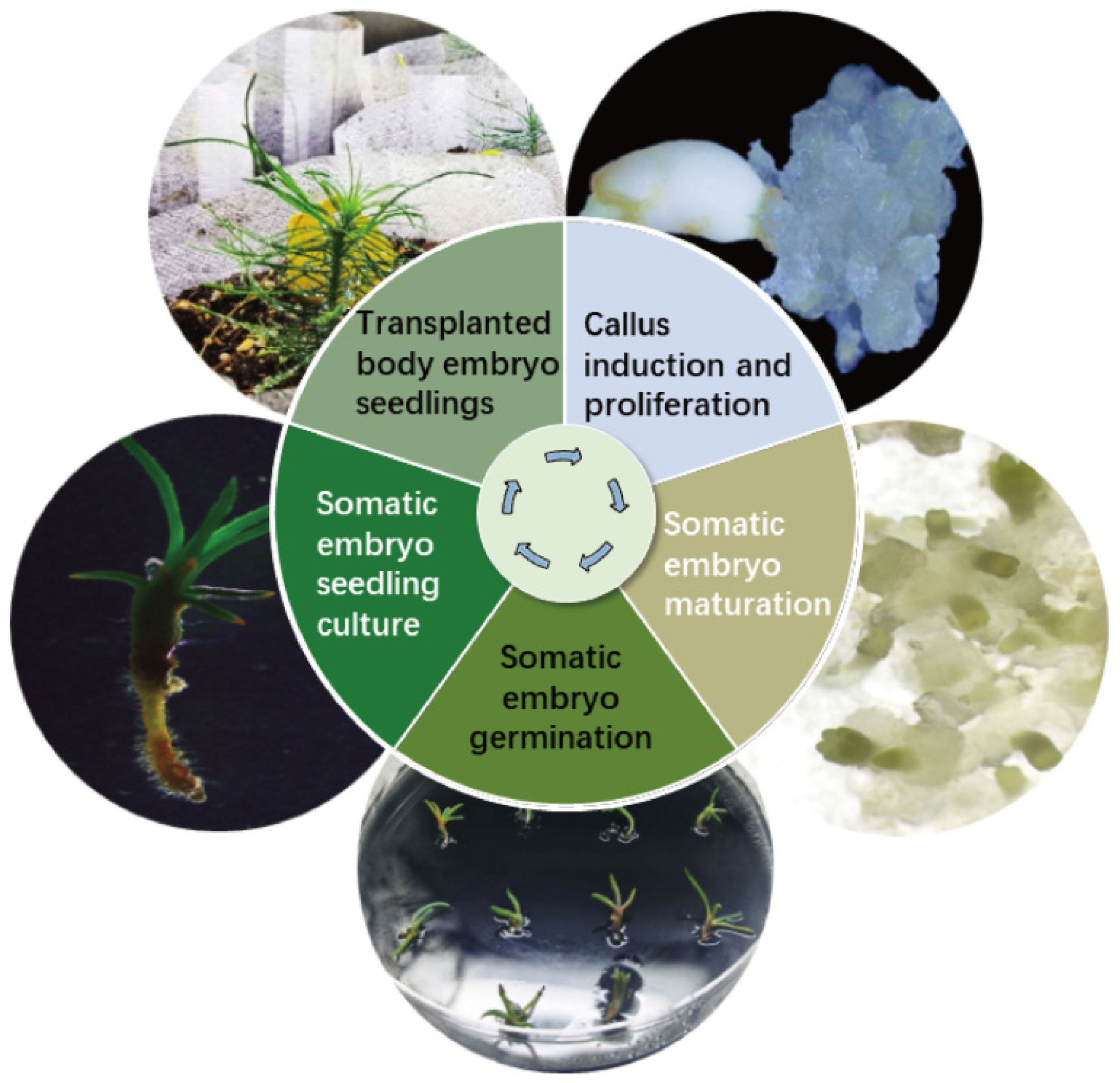 Plants 14 01985 g007