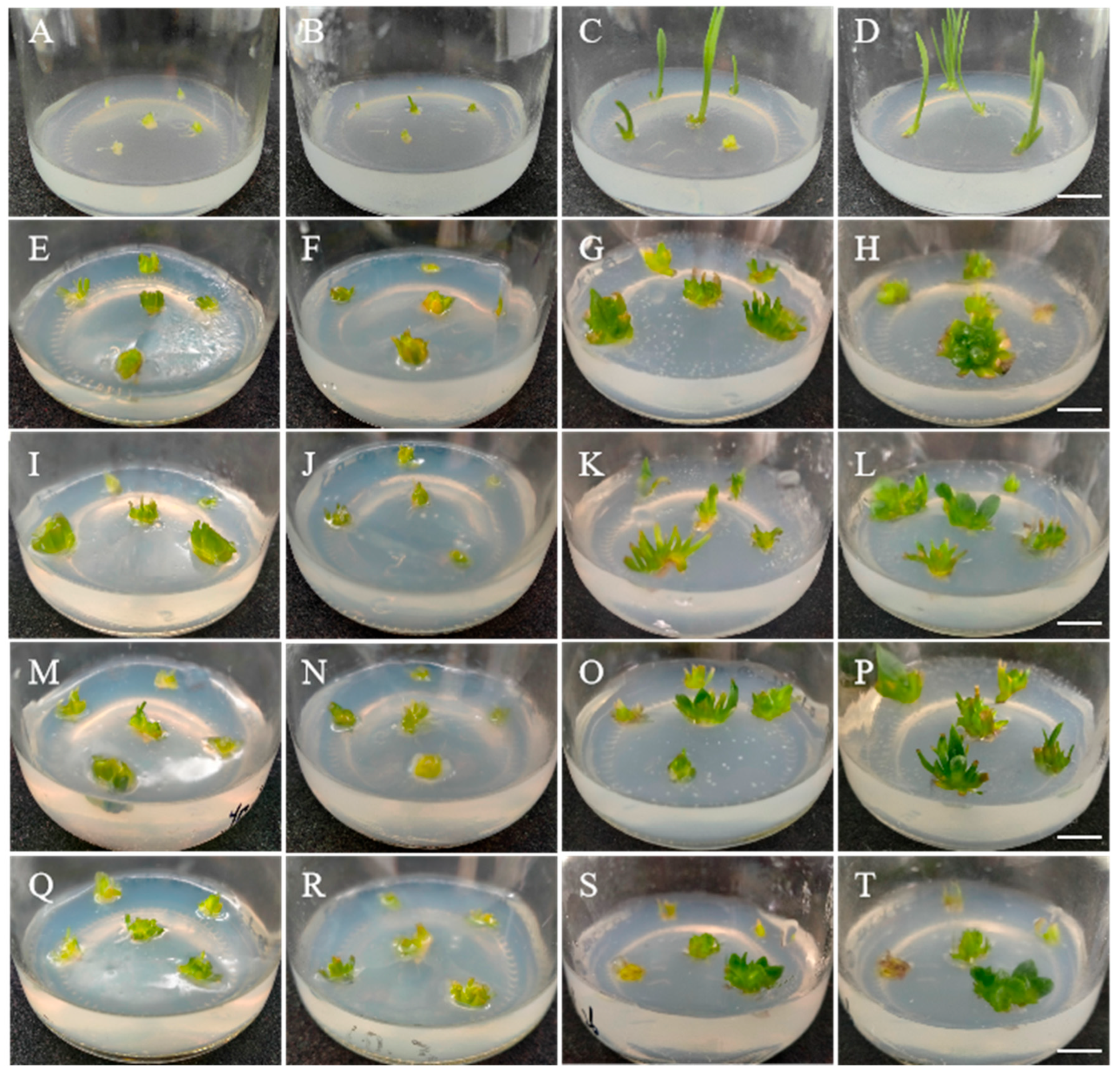 Plants 14 01987 g002