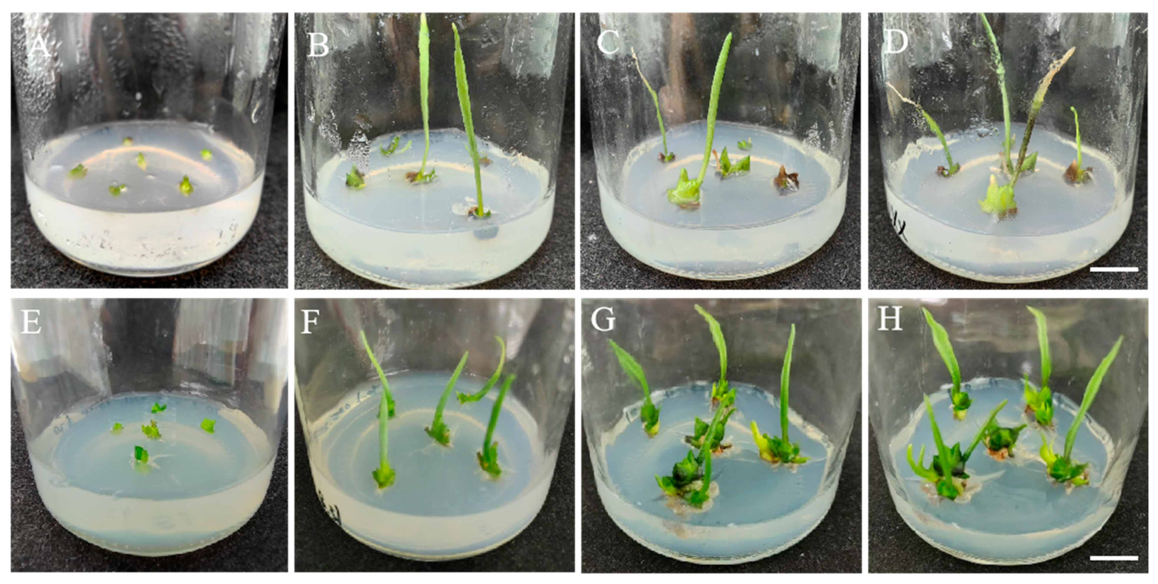 Plants 14 01987 g005