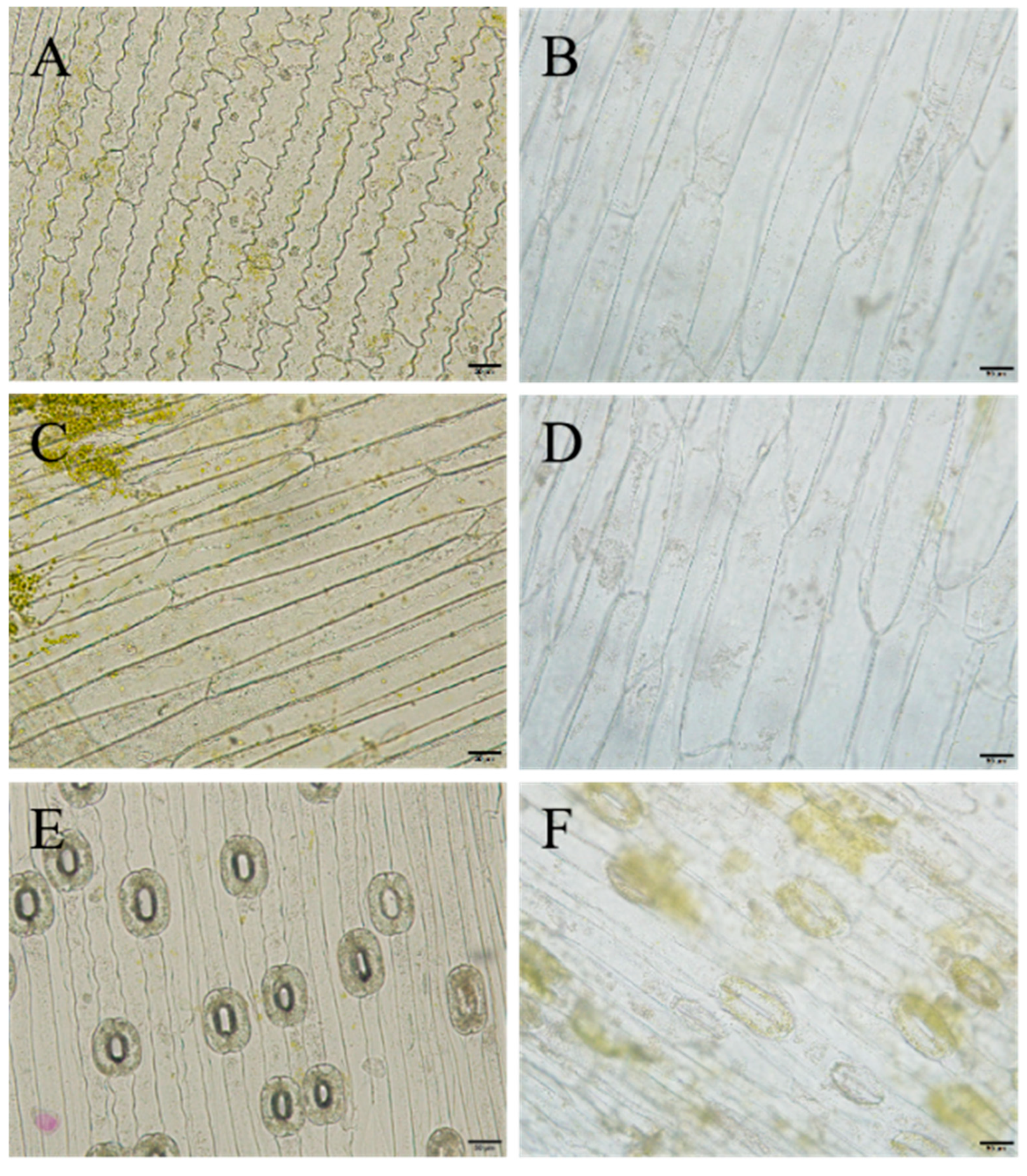 Plants 14 01987 g007