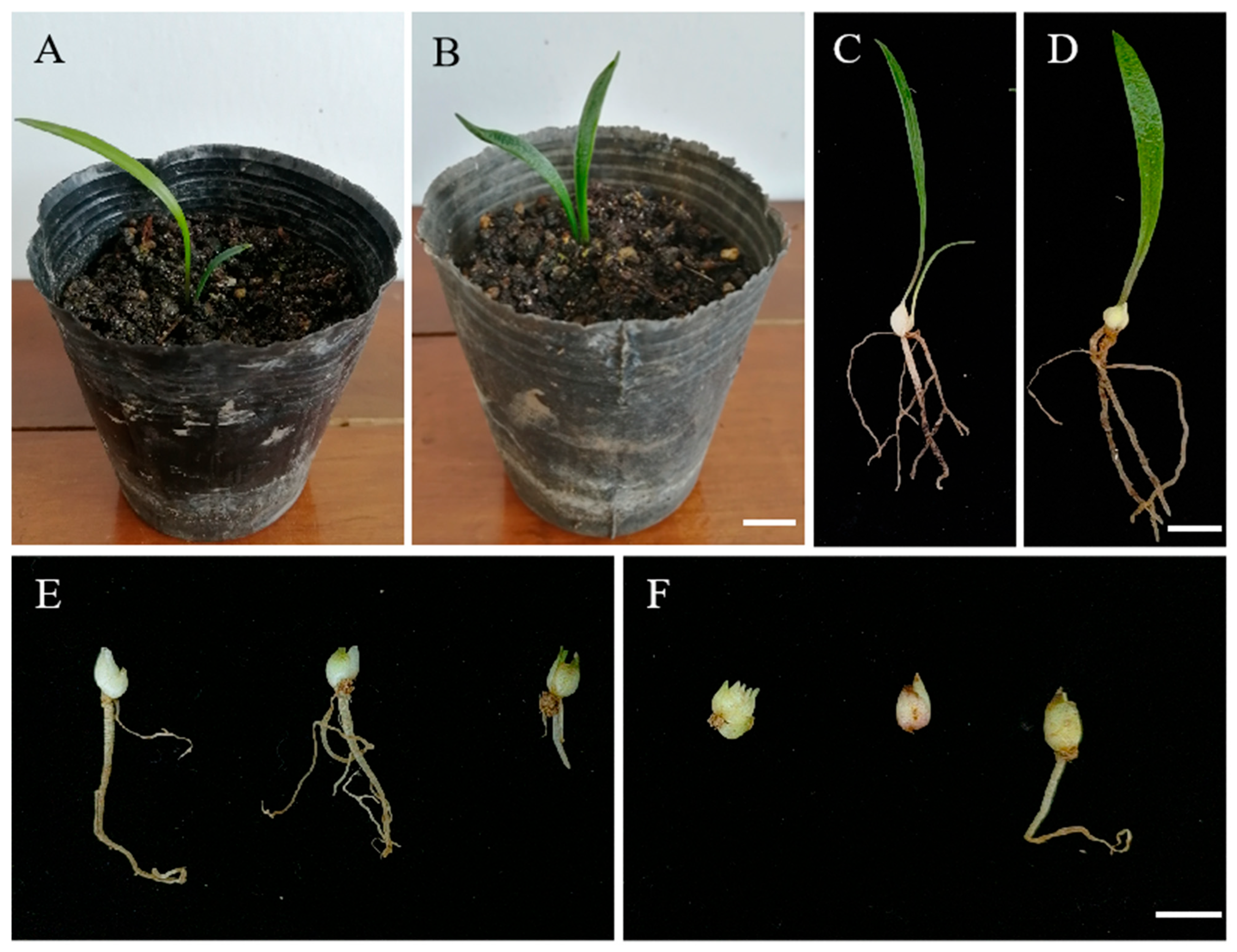 Plants 14 01987 g008