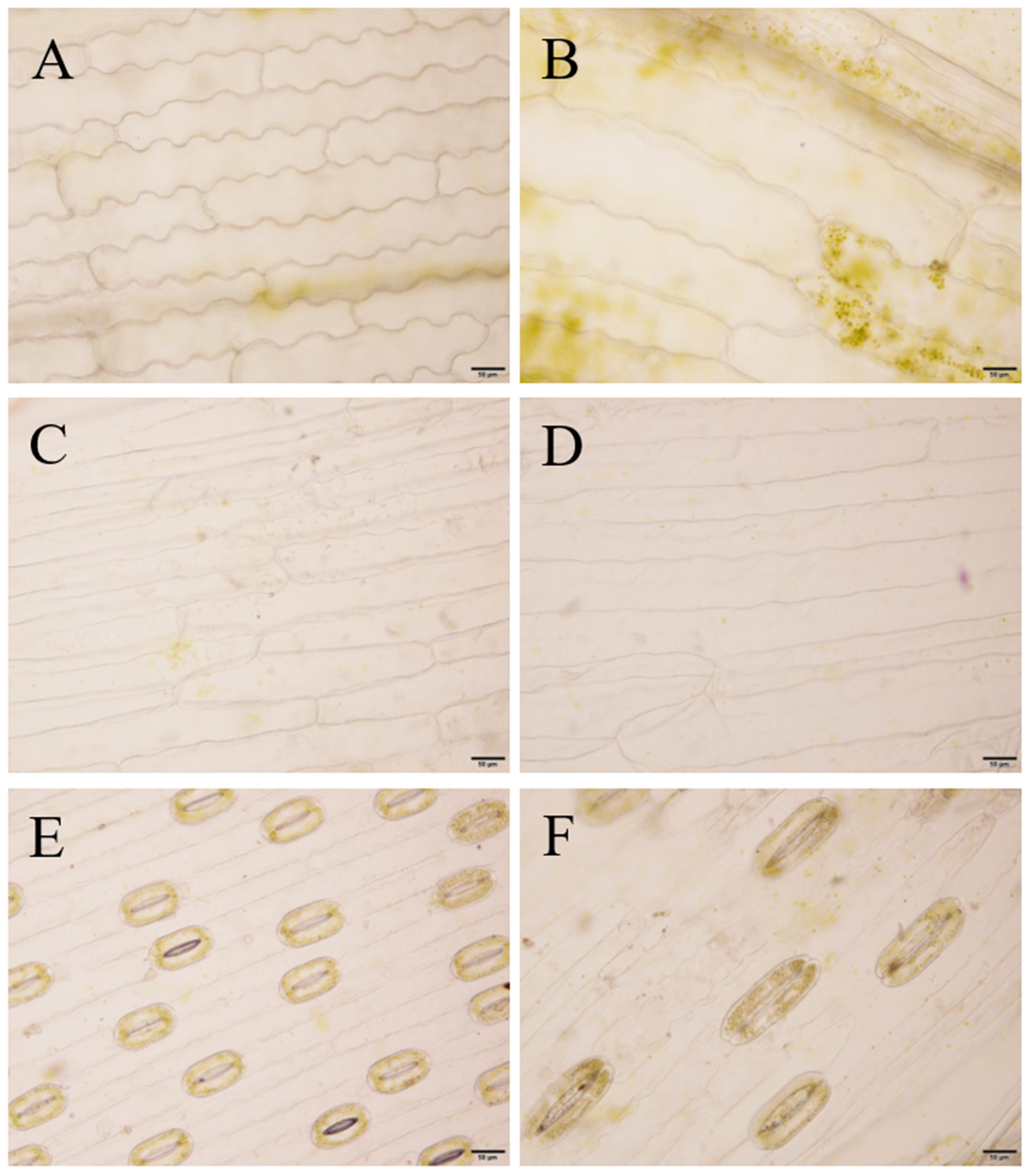 Plants 14 01987 g009