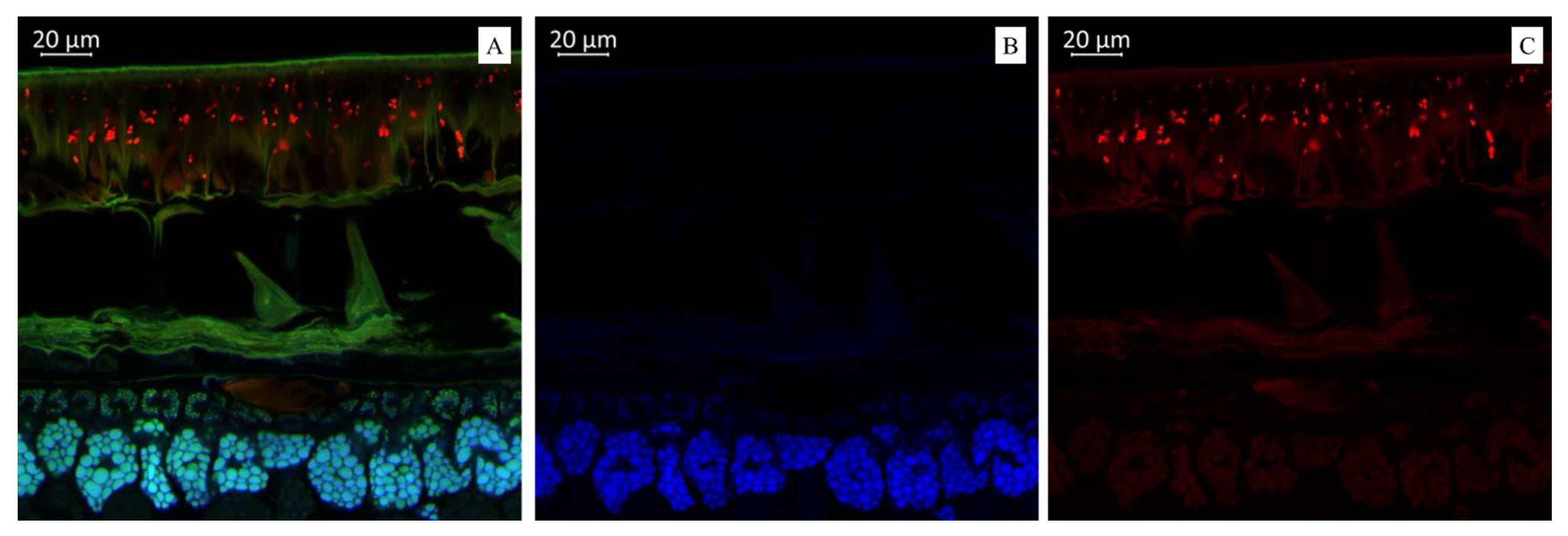 Plants 14 01995 g002