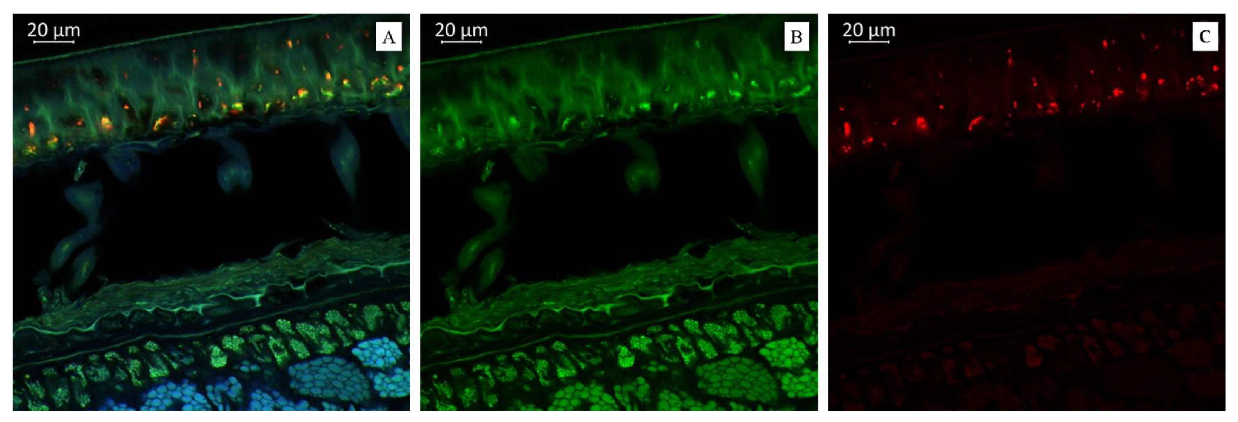 Plants 14 01995 g004