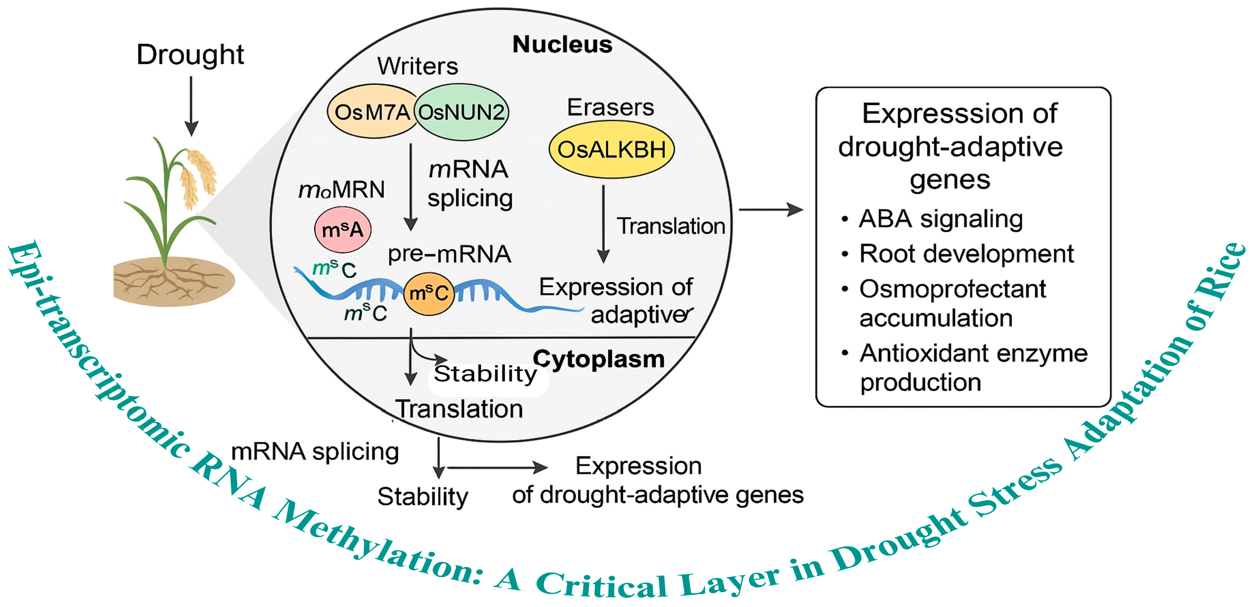 Plants 14 02002 g001