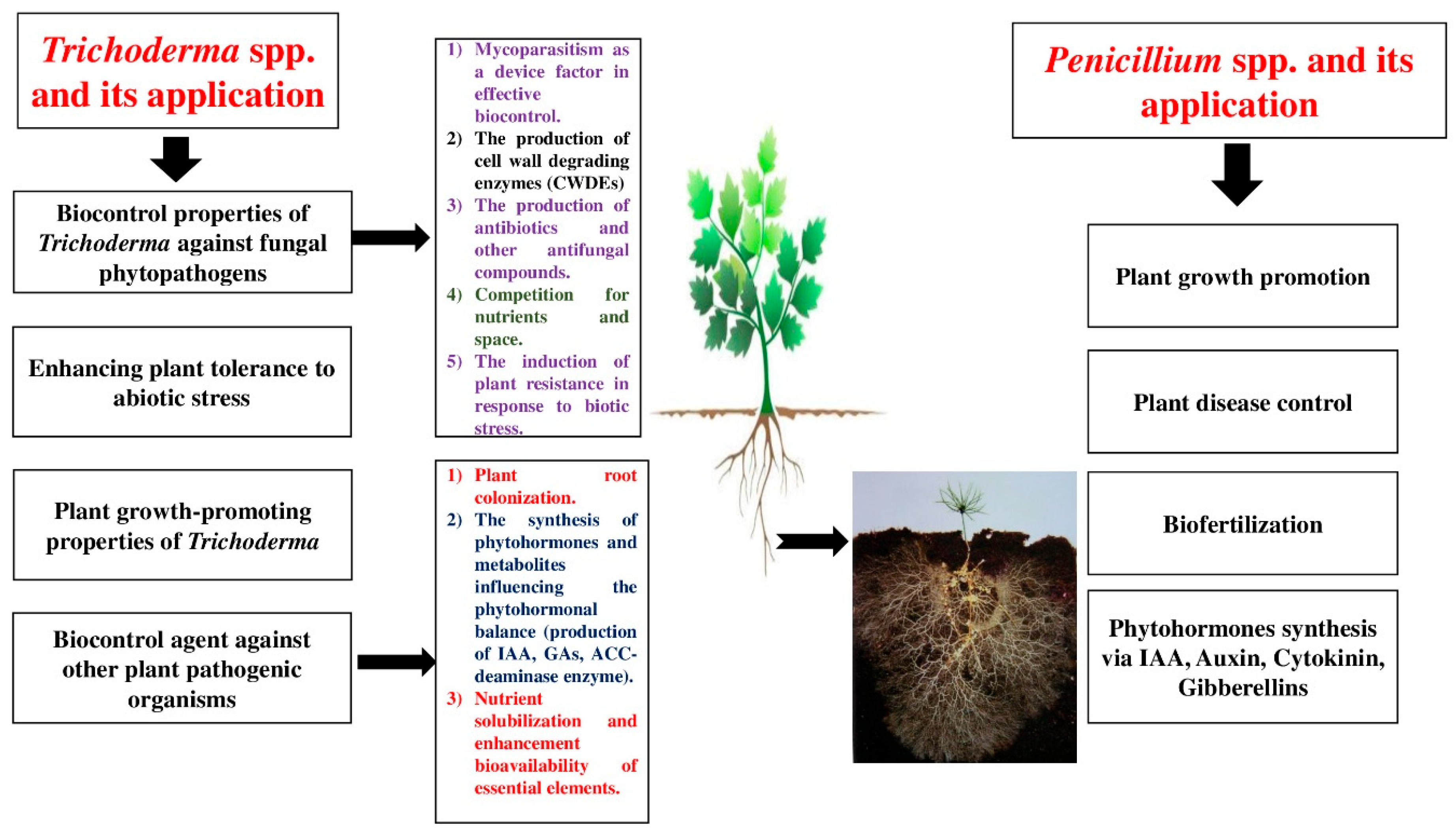 Plants 14 02007 g001