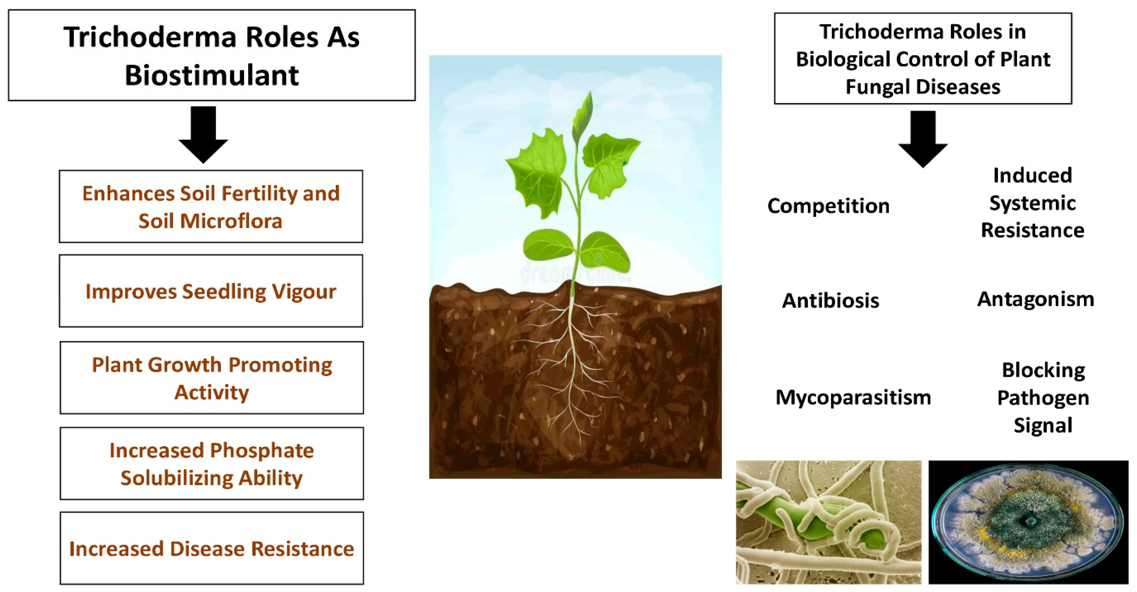 Plants 14 02007 g002