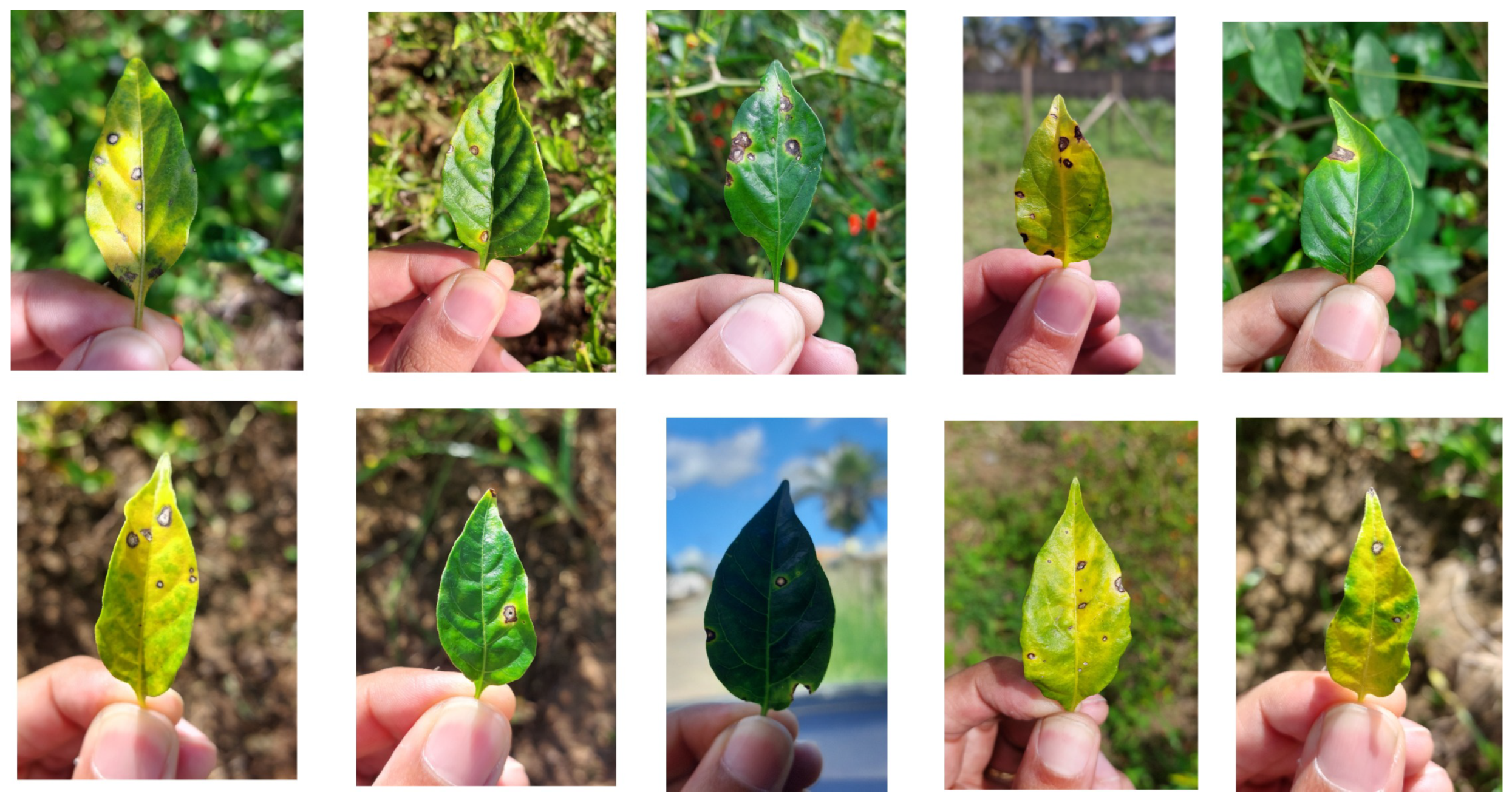 Plants 14 02011 g004