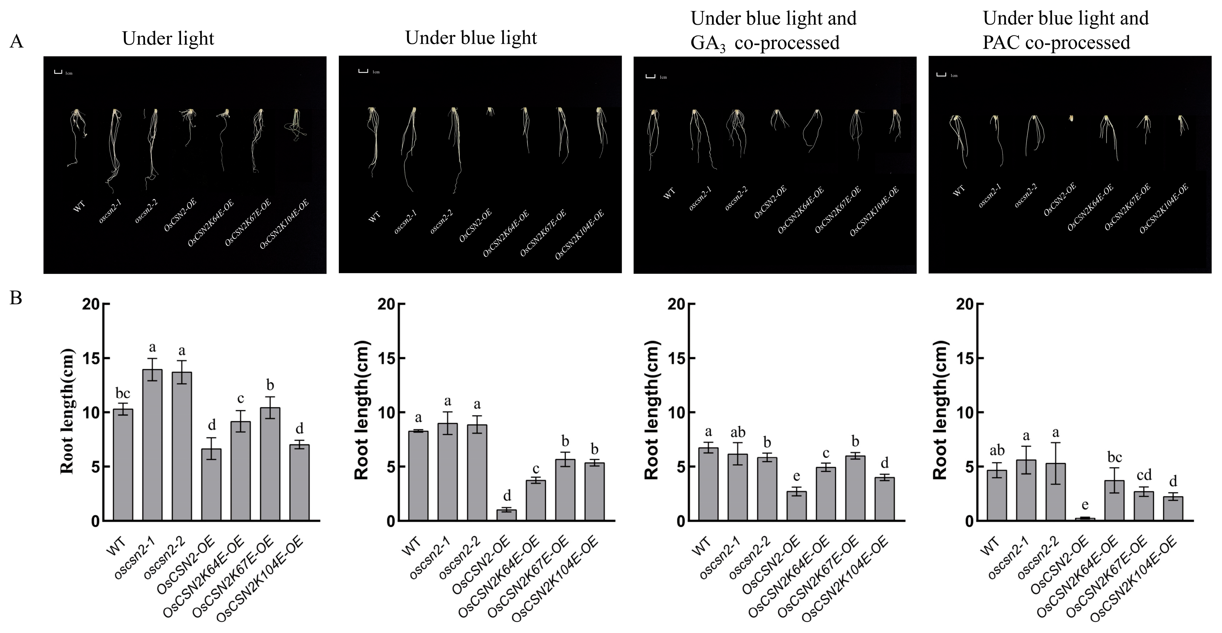 Plants 14 02015 g003