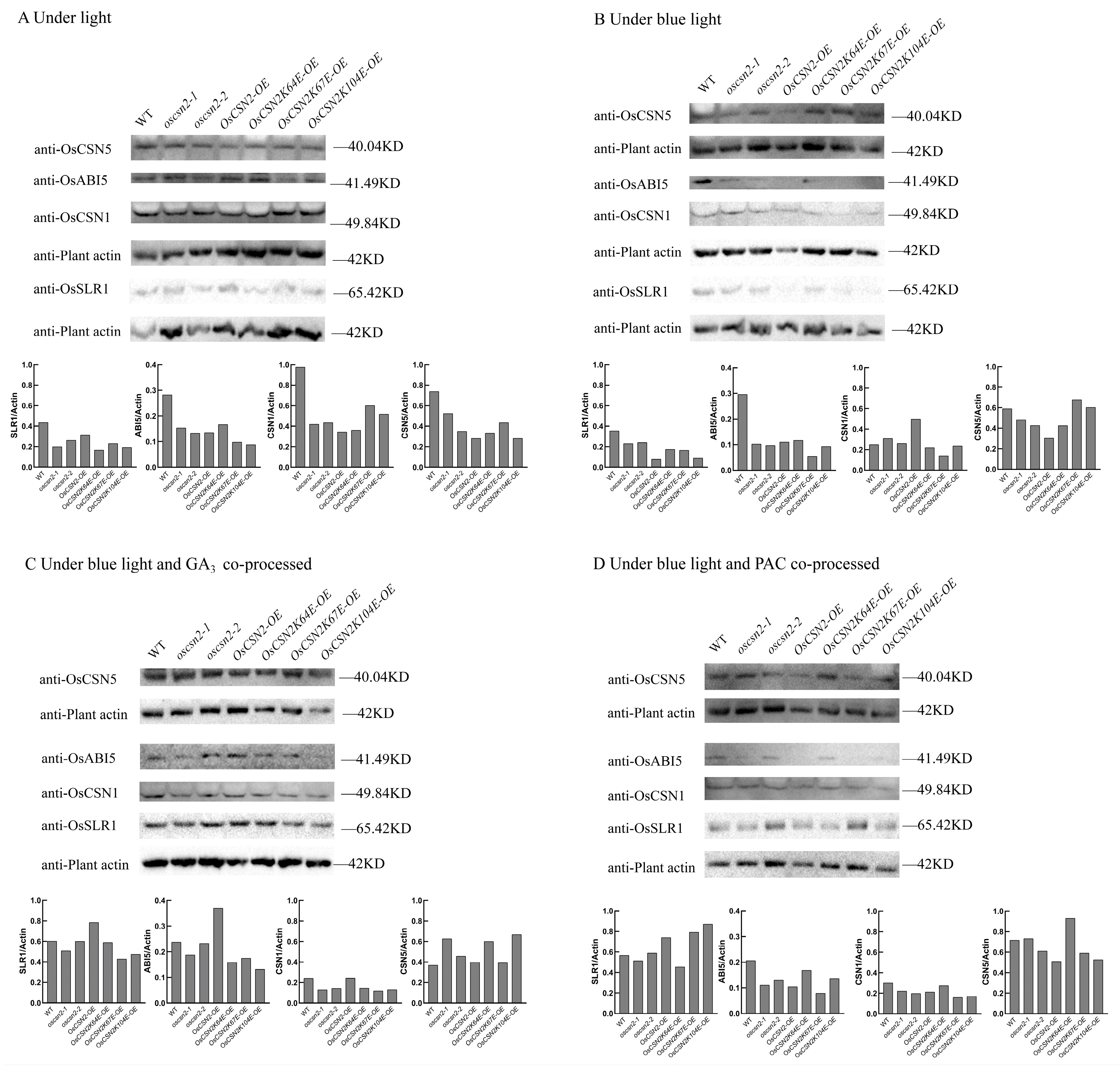 Plants 14 02015 g004