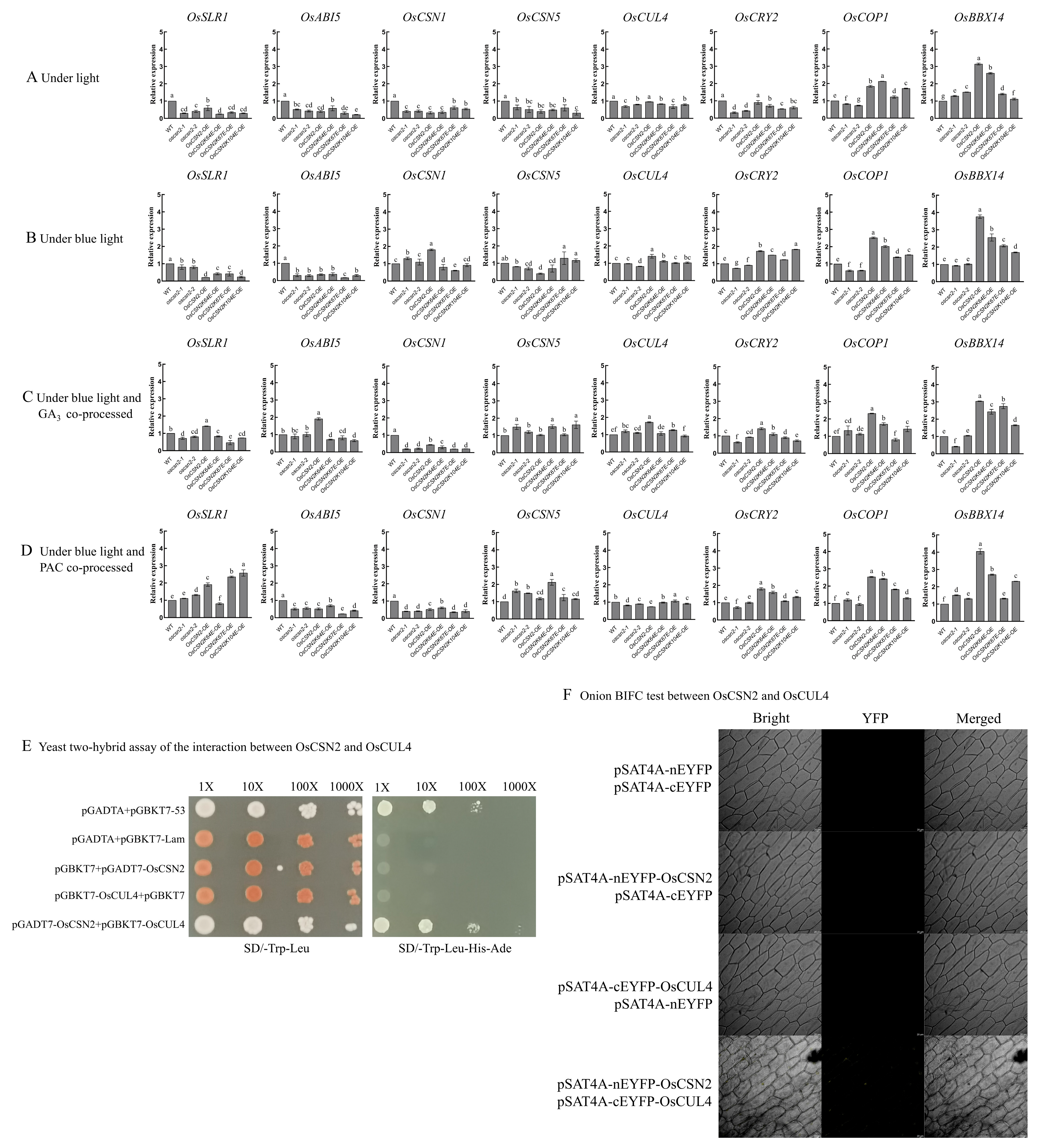 Plants 14 02015 g005