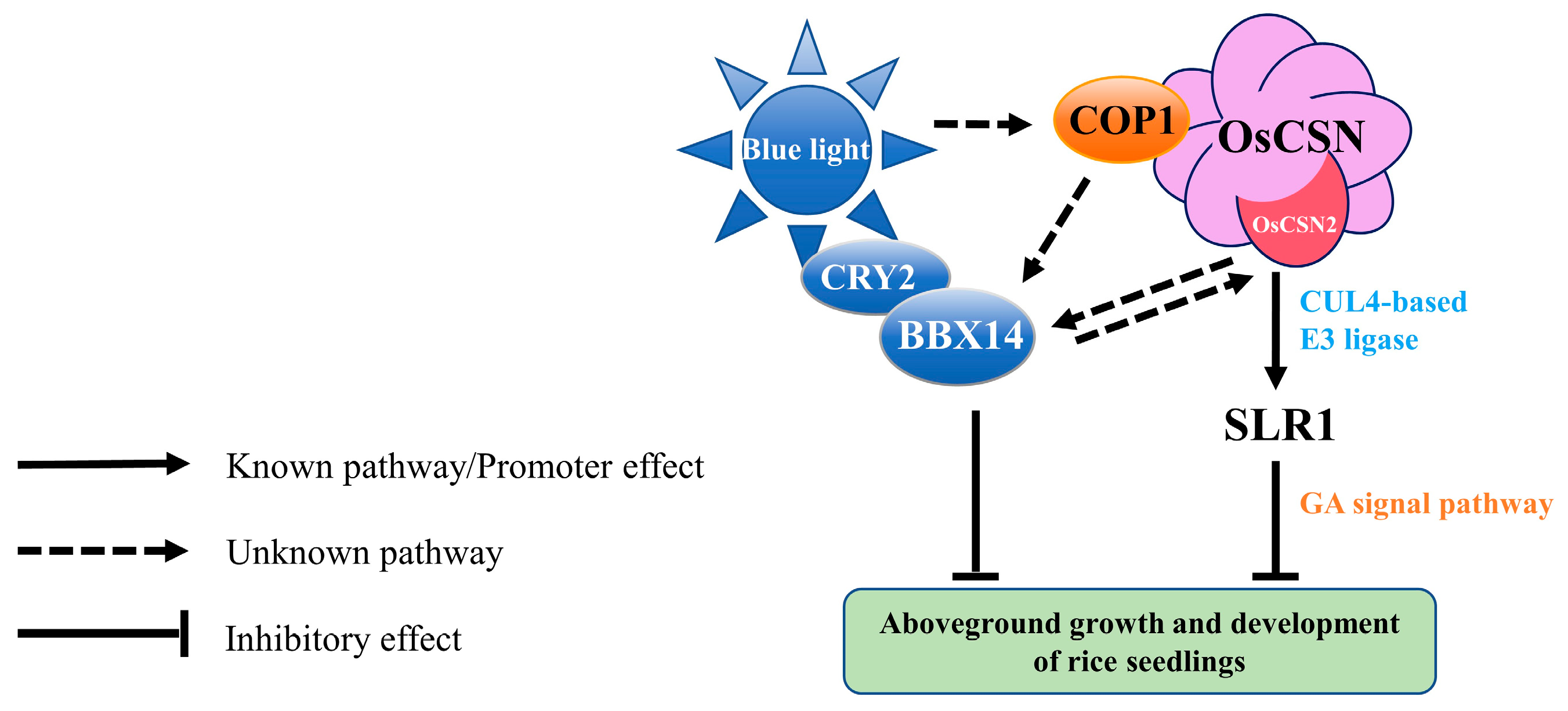 Plants 14 02015 g006