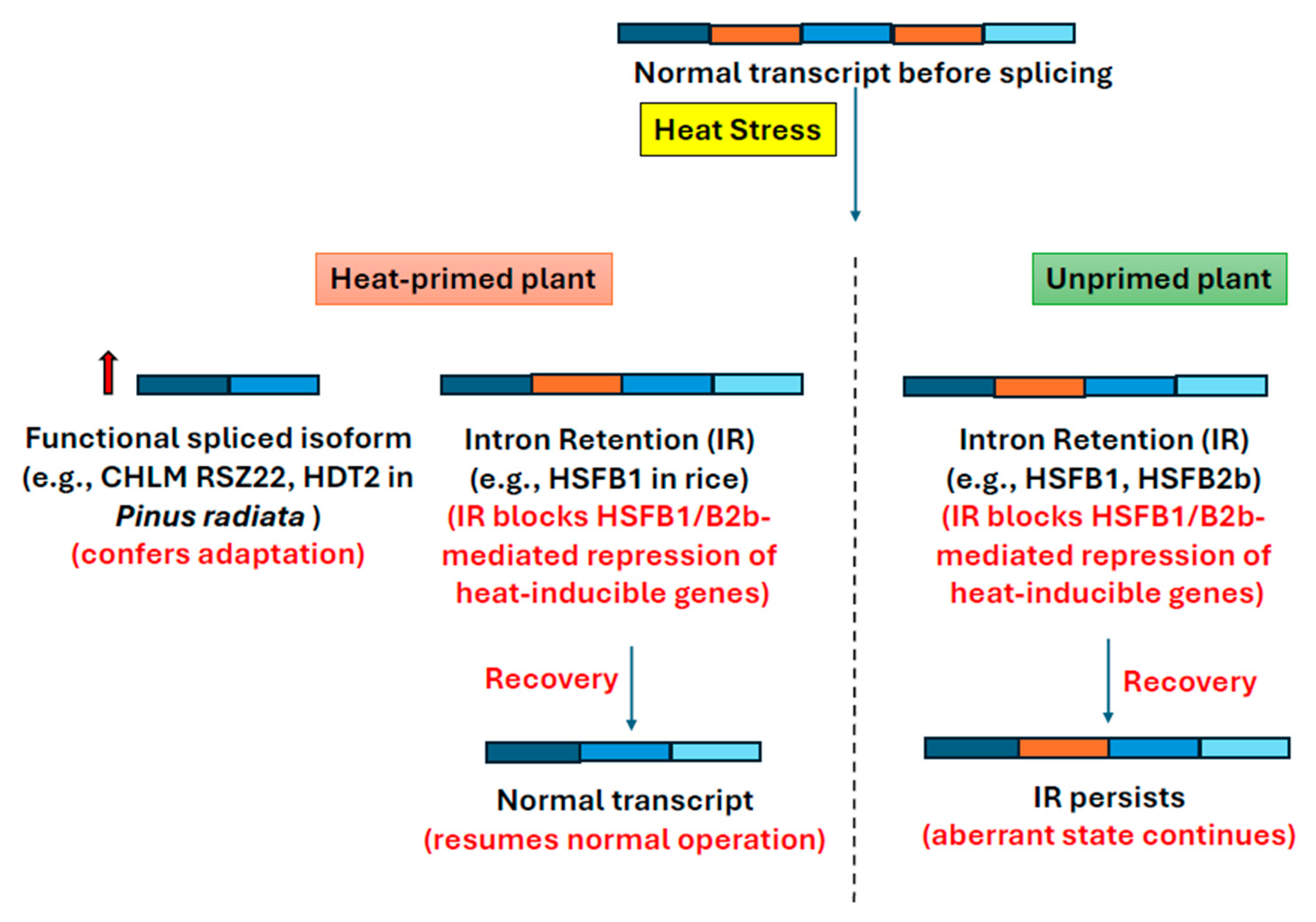 Plants 14 02021 g003
