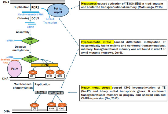 Plants 14 02021 g004