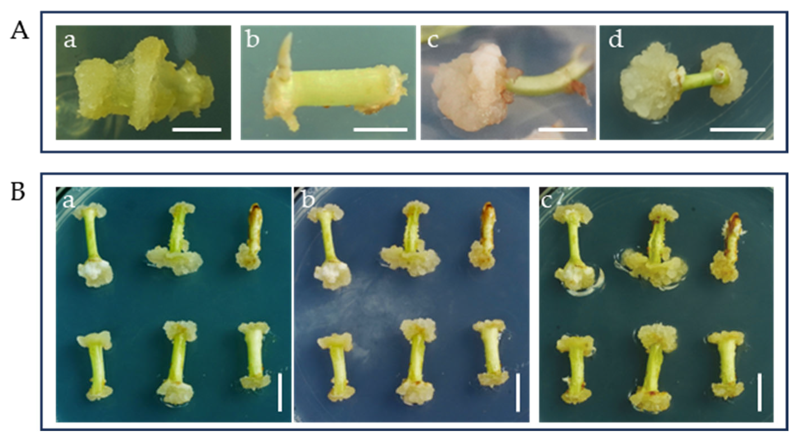 Plants 14 02033 g001