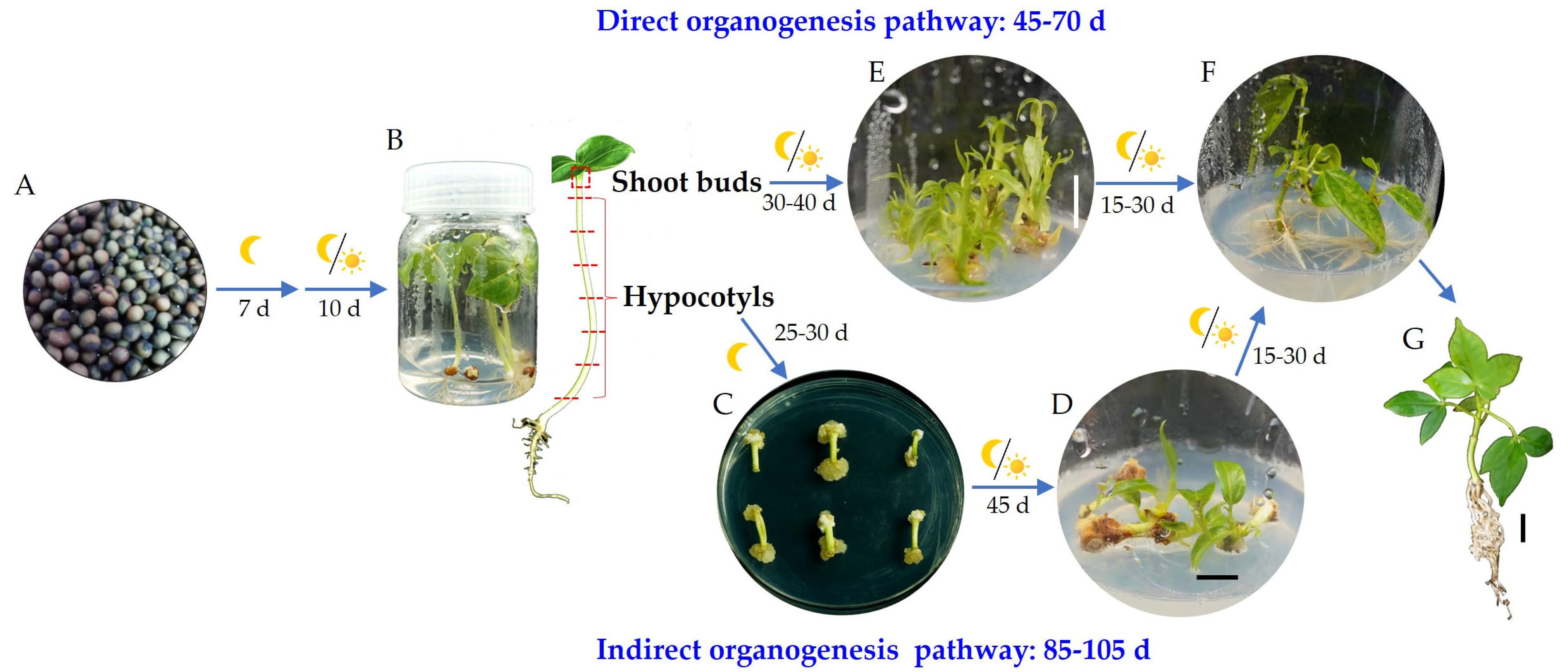 Plants 14 02033 g006